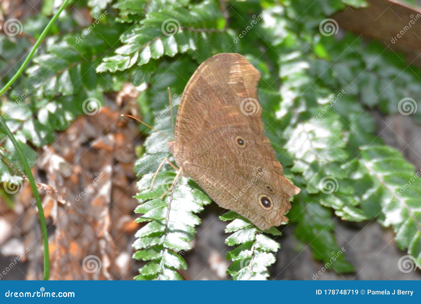 australian nymph evening brown butterfly melanitis leda