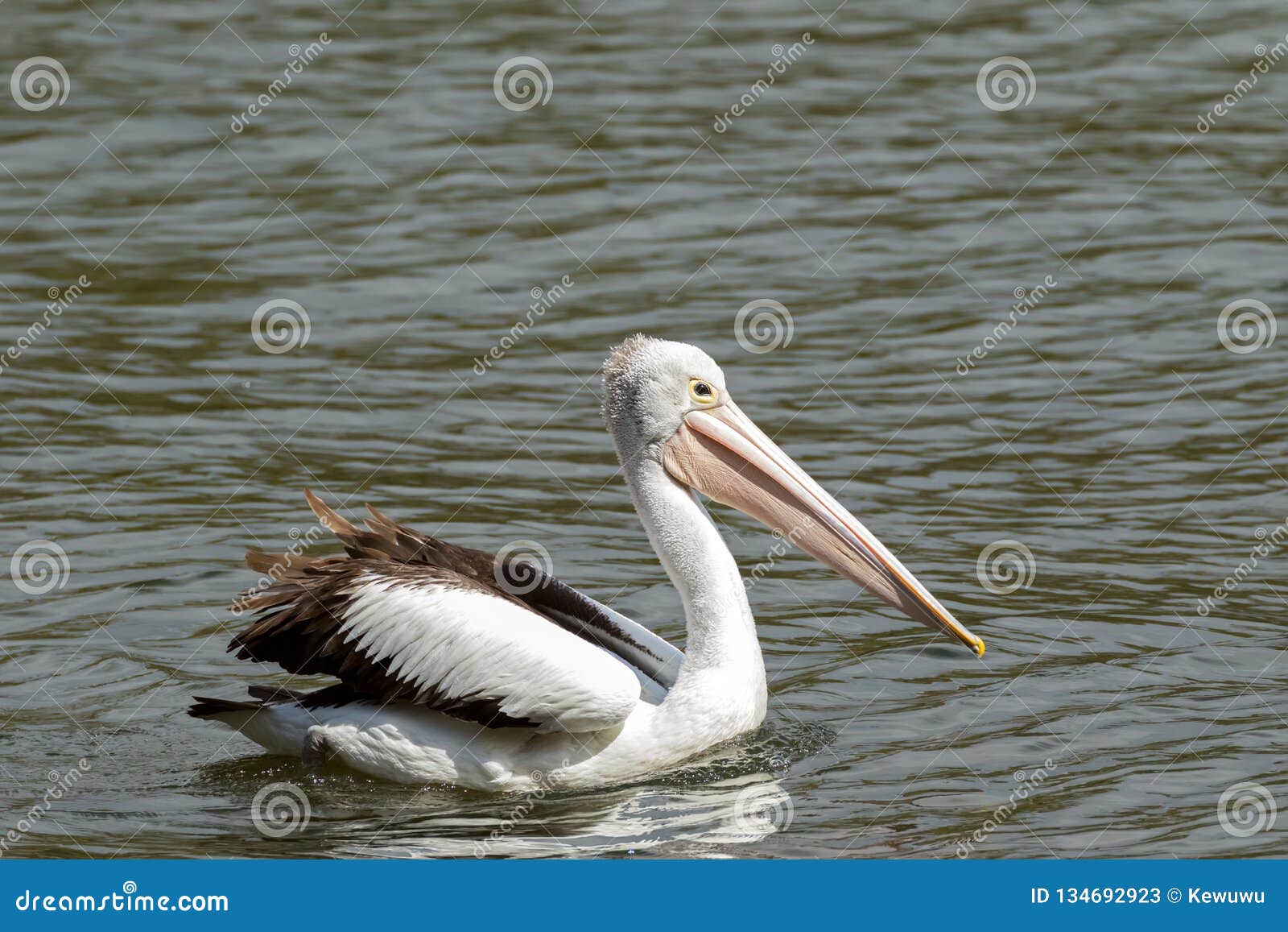 australian pelican large waterbird swimming in water in western australia