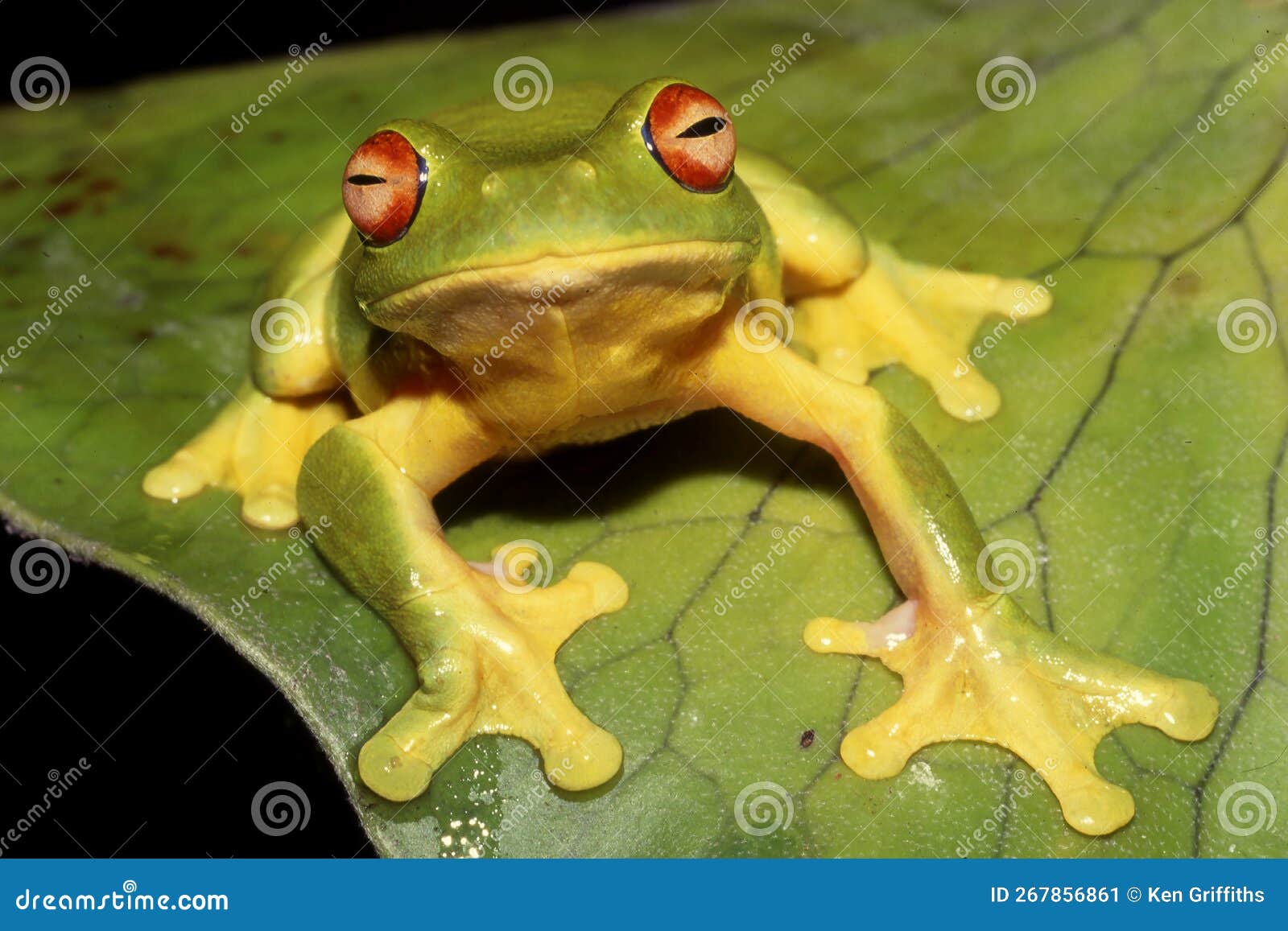 Australian Red-eyed Tree Frog Stock Image - Image of resting, nature