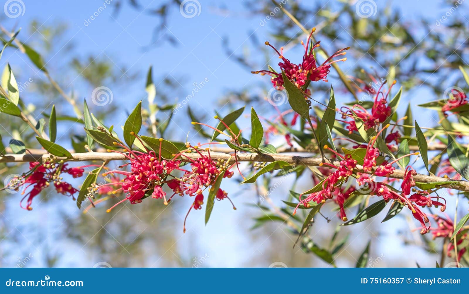 australian red grevillea splendour flowers