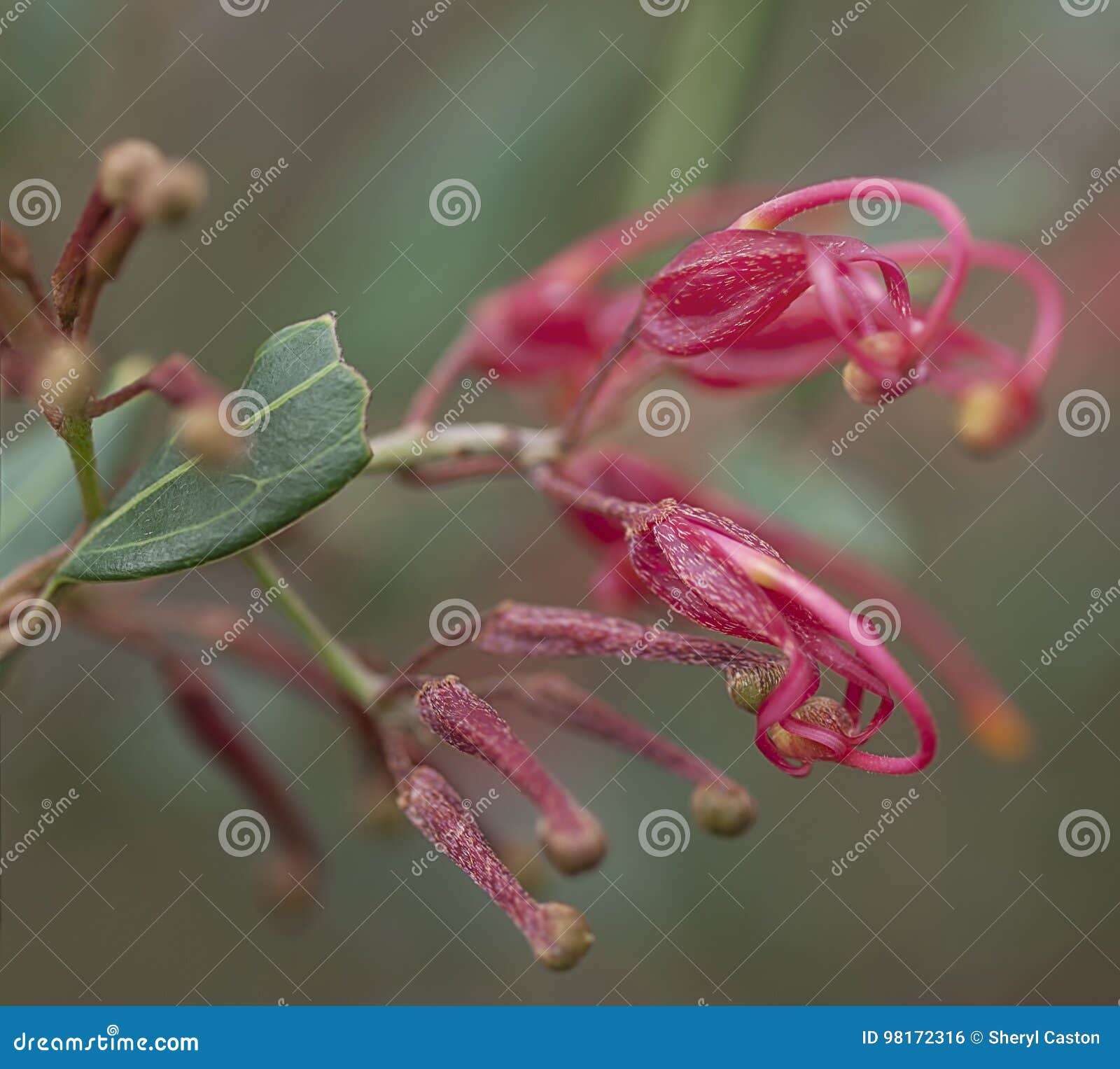 australian red wildflower grevillea splendour macro