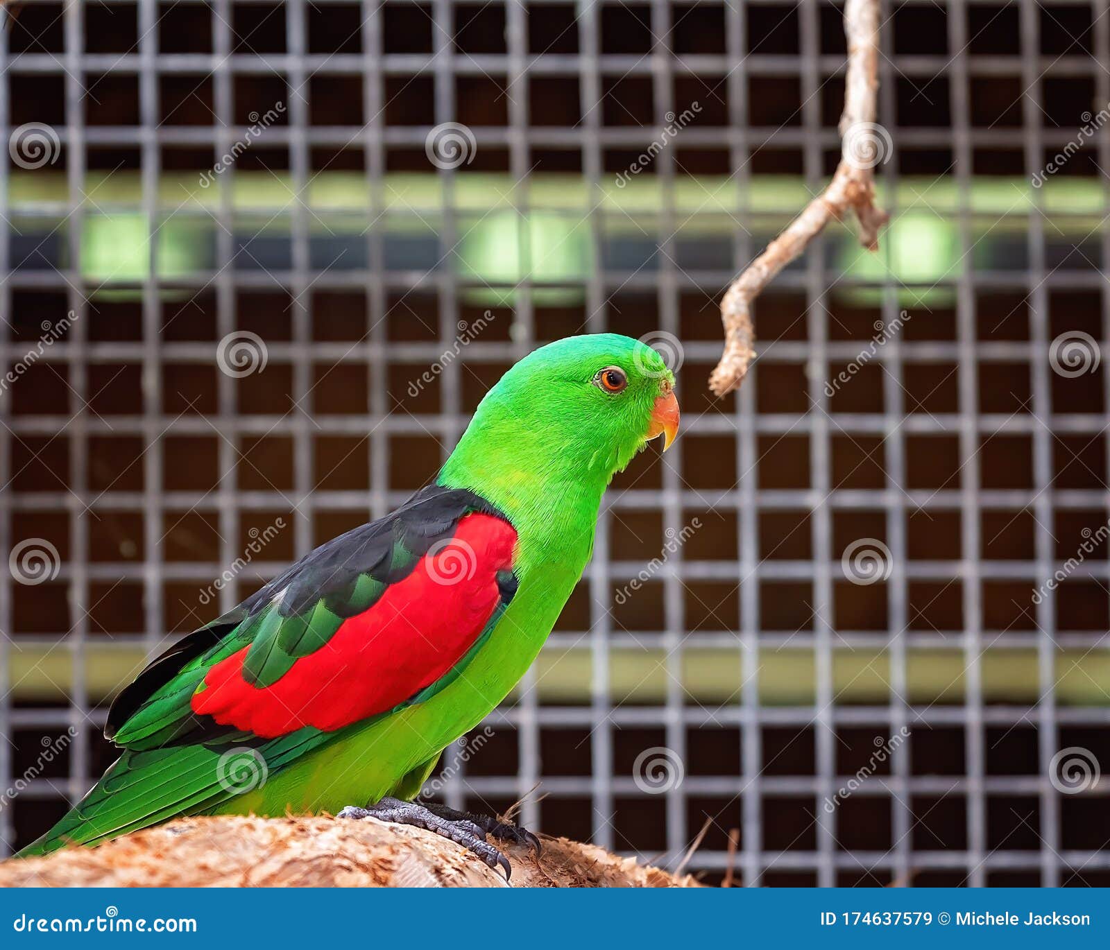 Australian RedWinged Parrot Stock Image Image of habitat, noisy