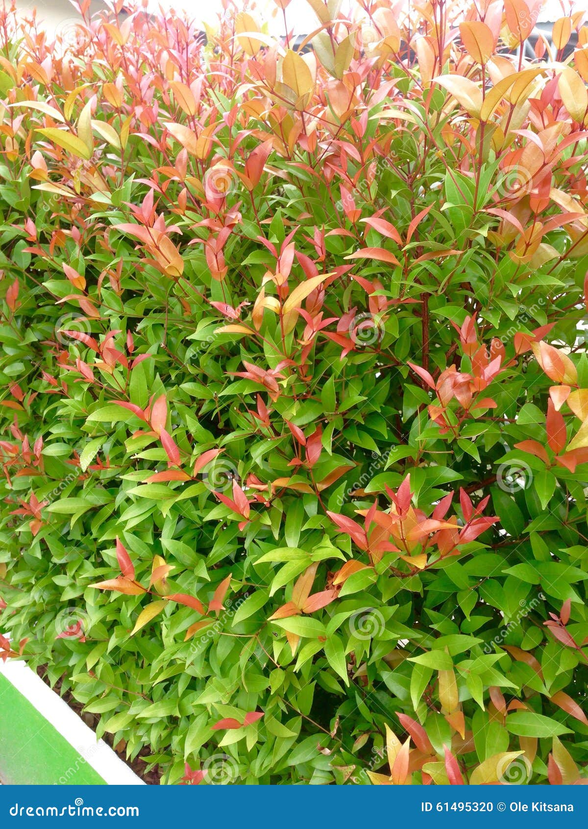 Australian Rose Apple tree stock photo. Image of australian 61495320