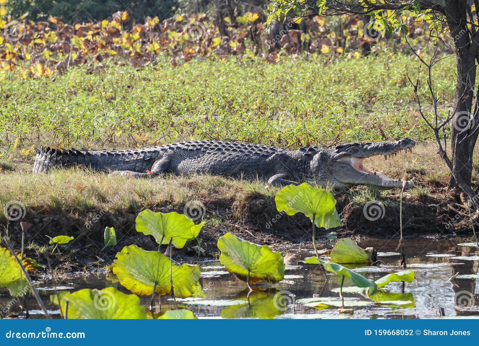 Saltwater Crocodile Crocodylus Porosus with Open Mouth Lying on Stock Photo - Image of carnivore, australian: