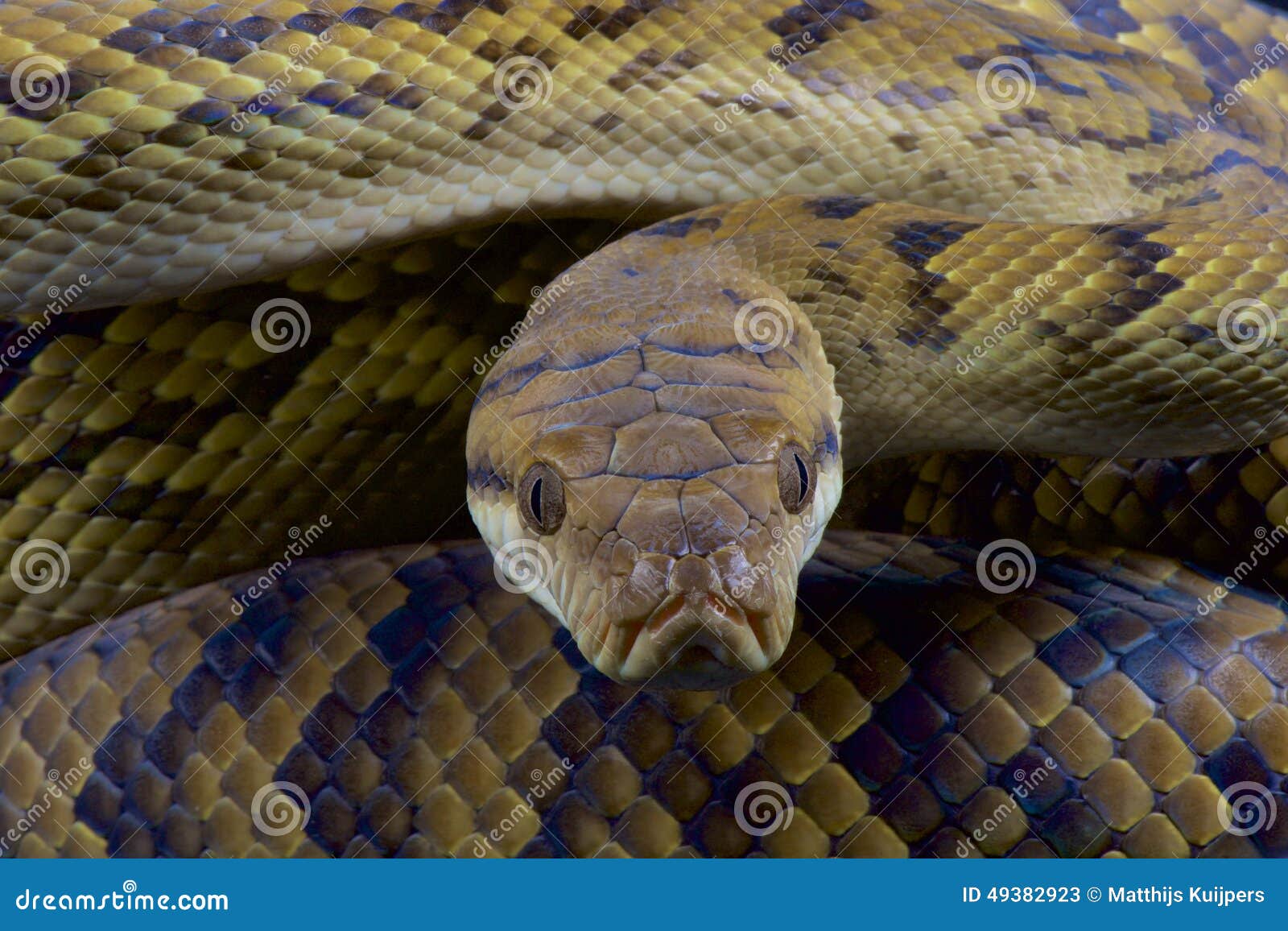 australian scrub python / morelia kinghorni