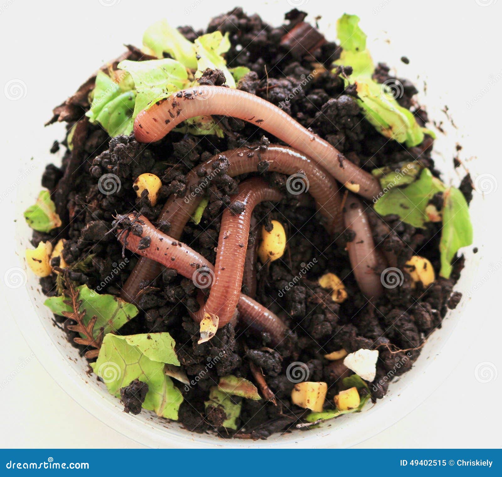 Australian Scrub Worms stock image. Image of life, fish - 49402515