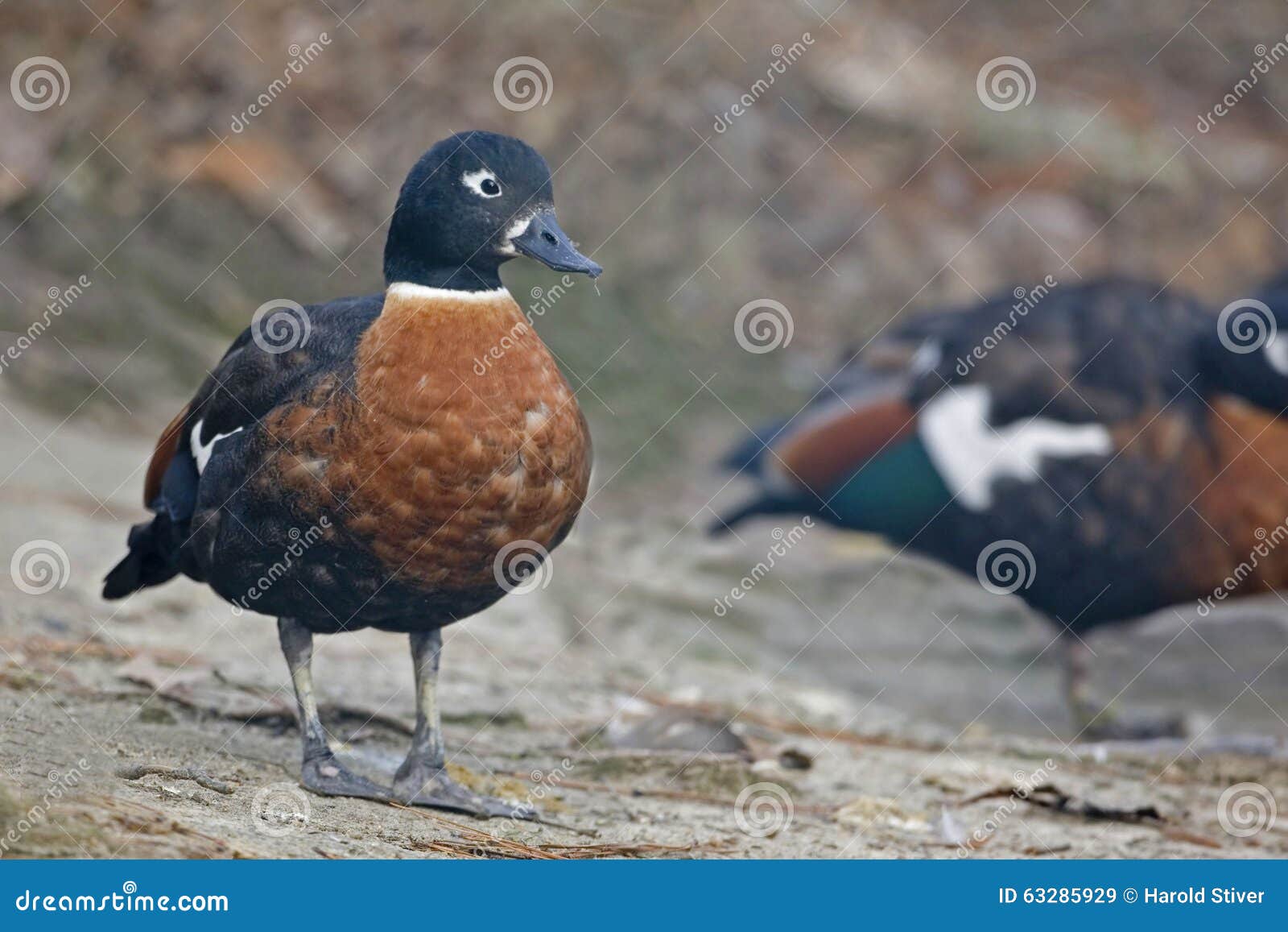 australian shelduck, tadorna tadornoides