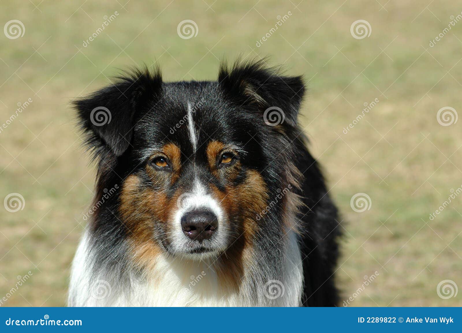 Australian Shepherd stock photo. Image of cute, family - 2289822