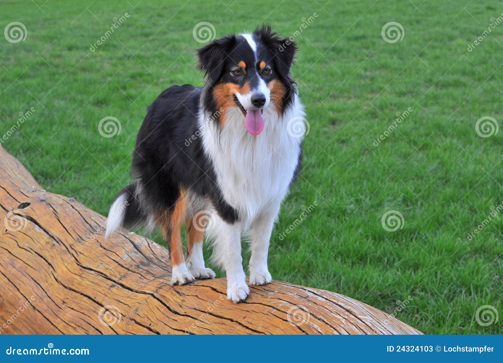 Australian shepherd stock image. Image of face, standing - 24324103