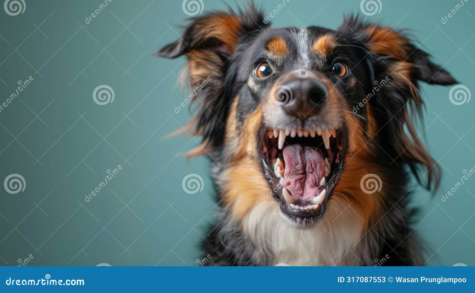 Australian Shepherd, Angry Dog Baring Its Teeth, Studio Lighting Pastel
