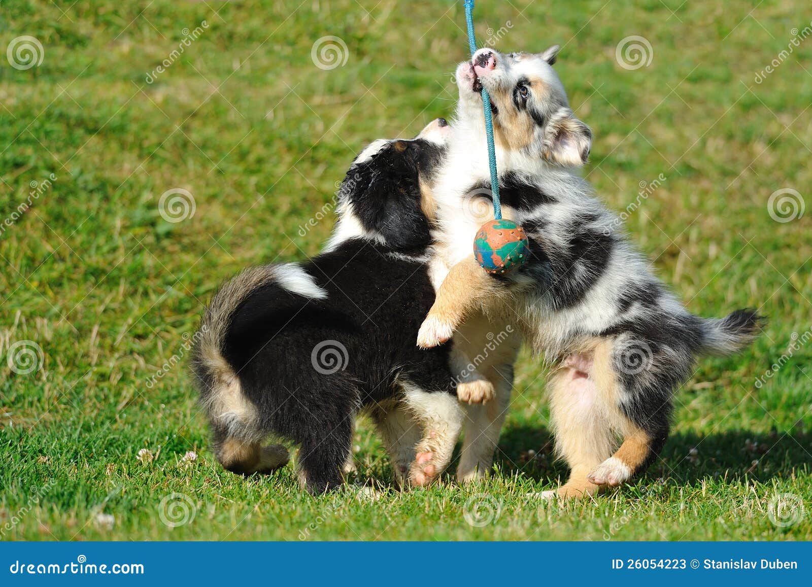australian shepherd embroidery designs australian shepherd aussie puppies with toy stock photos image australian shepherd embroidery designs australian shepherd aussie puppies with toy stock photos image