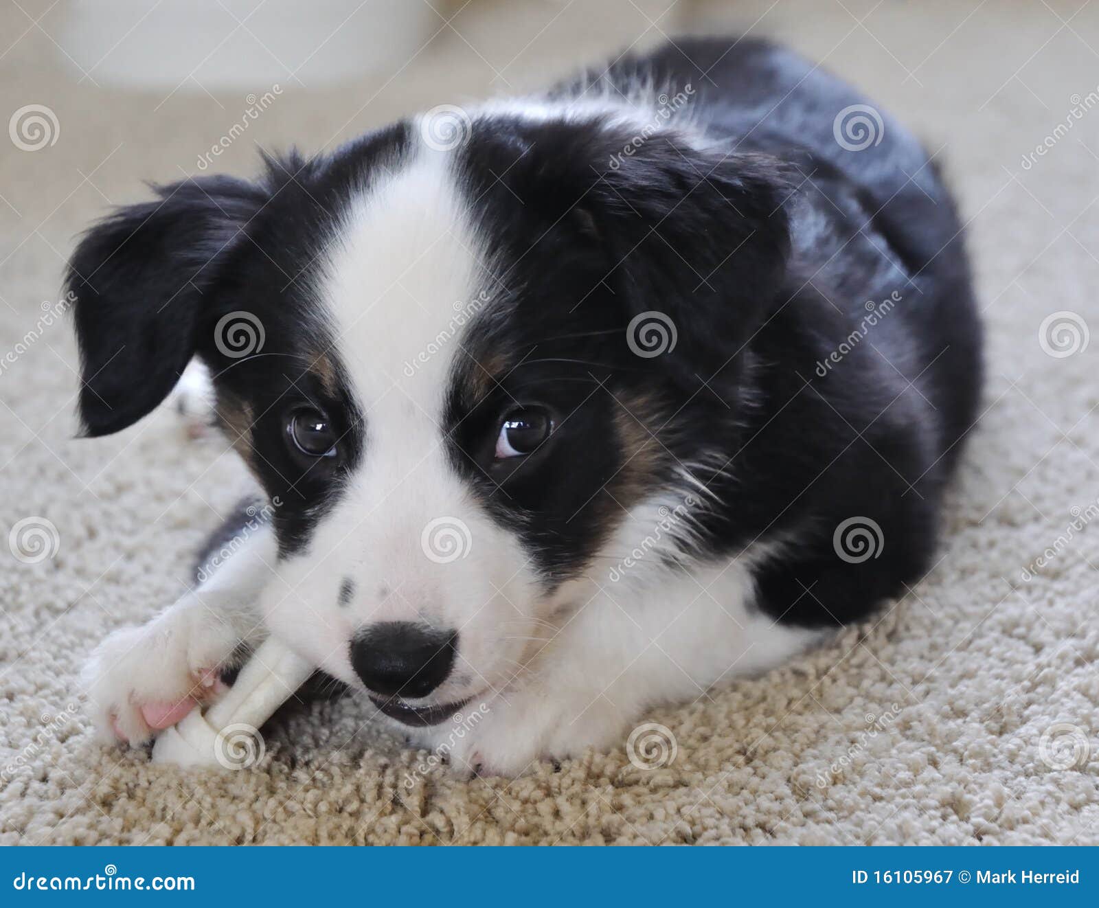 australian shepherd embroidery designs australian shepherd aussie puppies with toy stock photos image australian shepherd embroidery designs australian shepherd aussie puppies with toy stock photos image