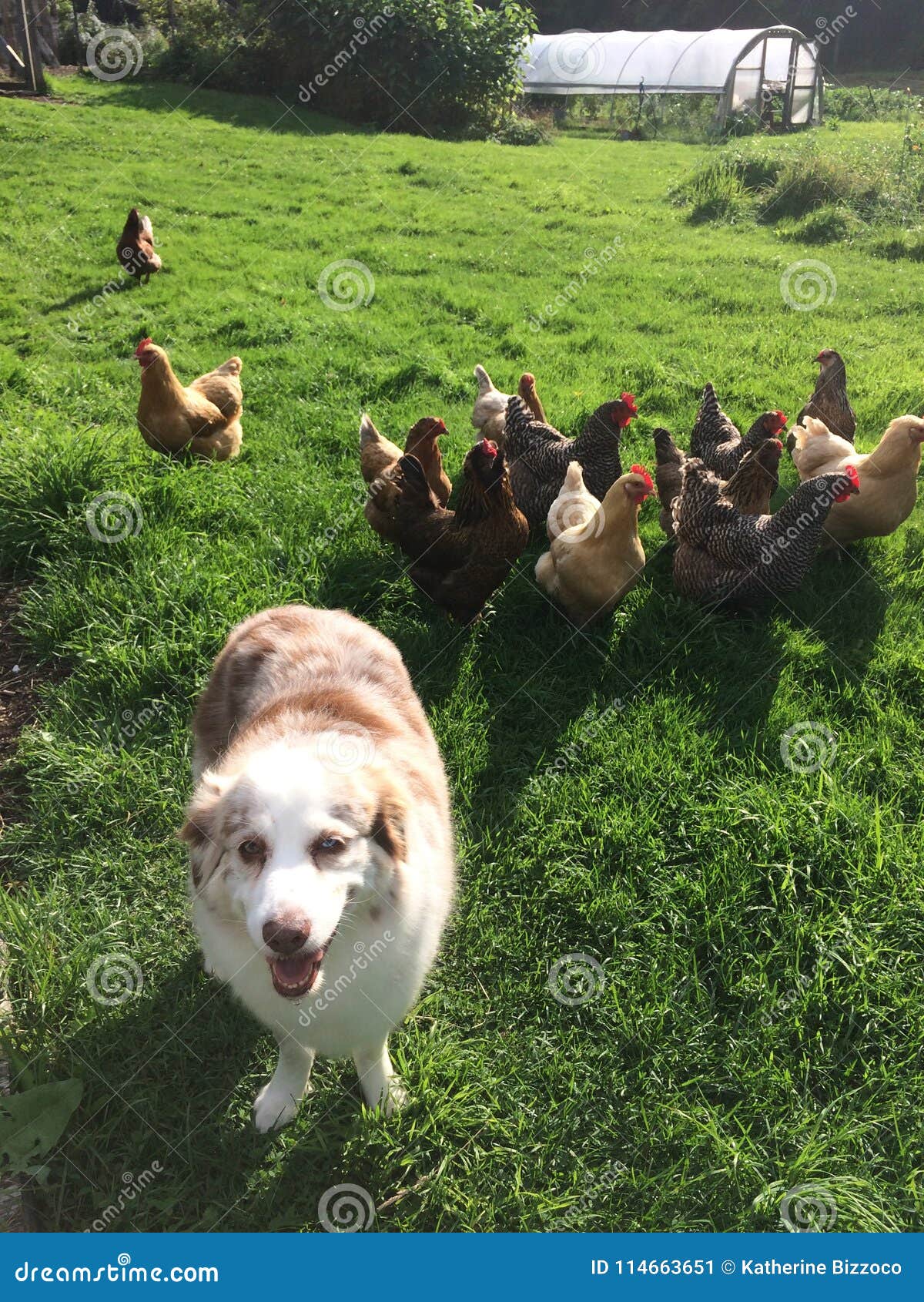 are australian shepherds good with chickens