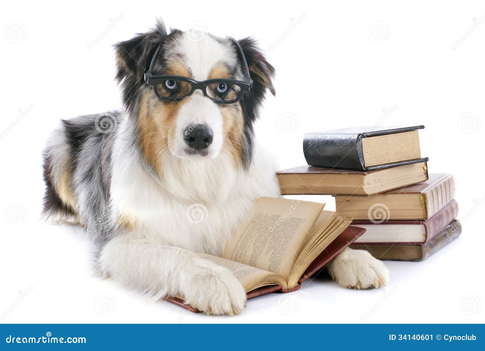 Australian Shepherd And Books Stock Image Image of sheepdog, pedigree