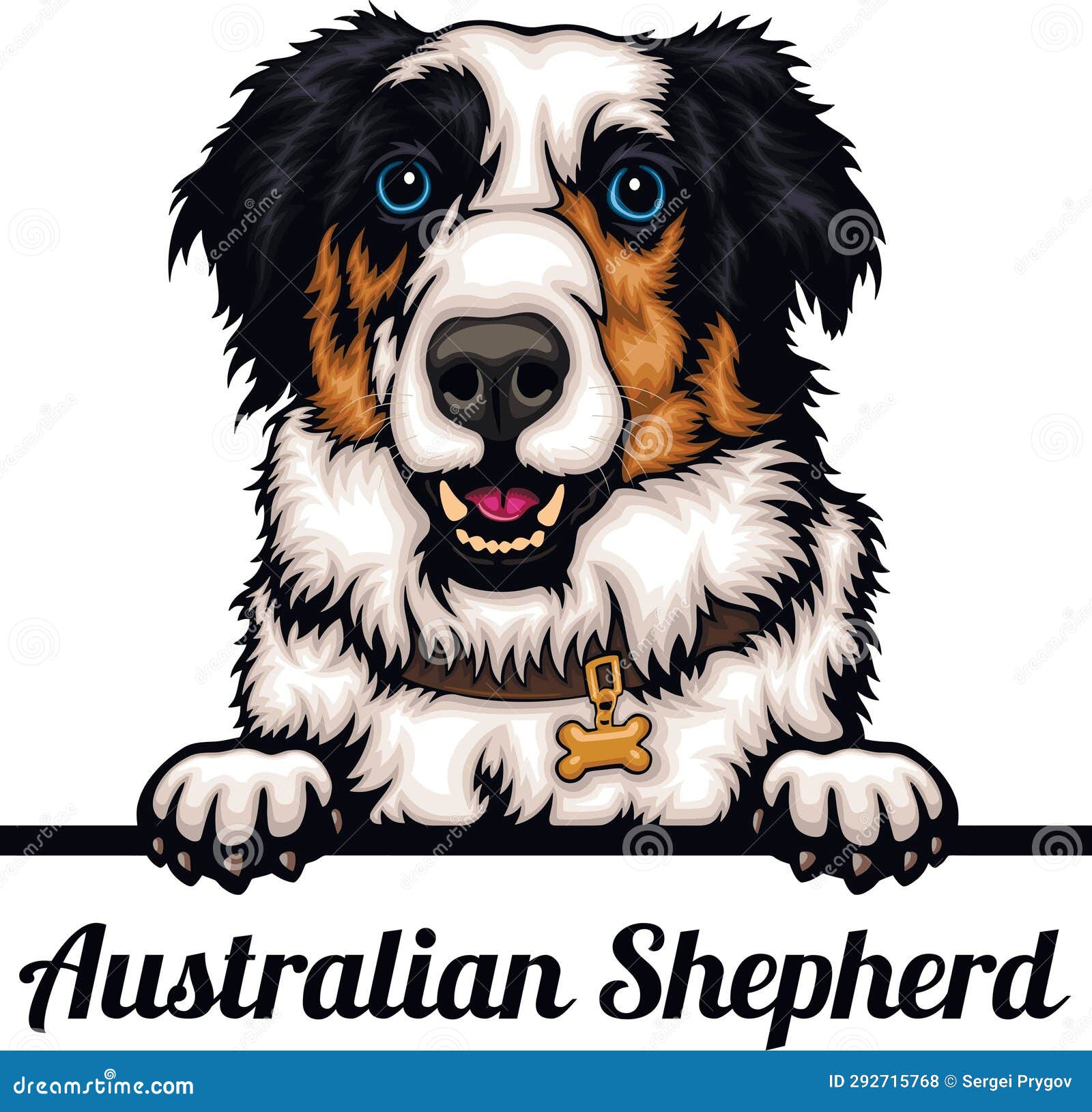 Australian Shepherd - Color Peeking Dogs - Breed Face Head Isolated on ...