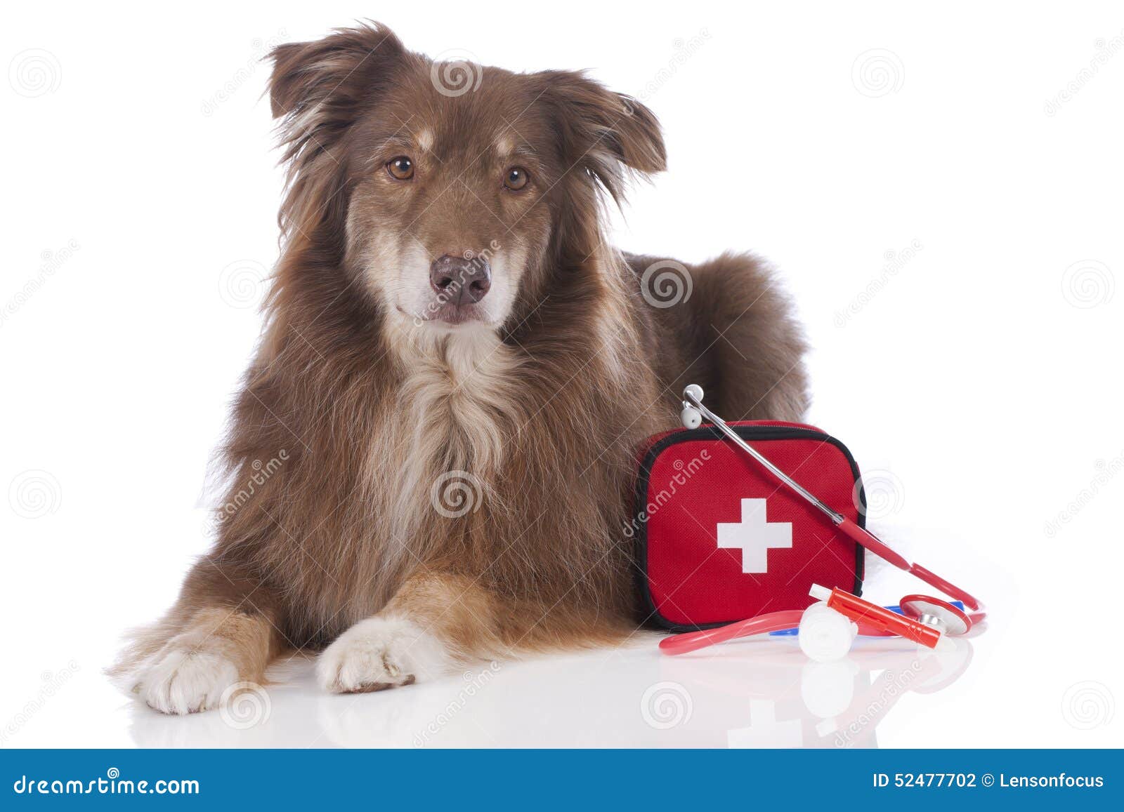 Australian Shepherd Dog with First Aid Kit Stock Photo Image of breed
