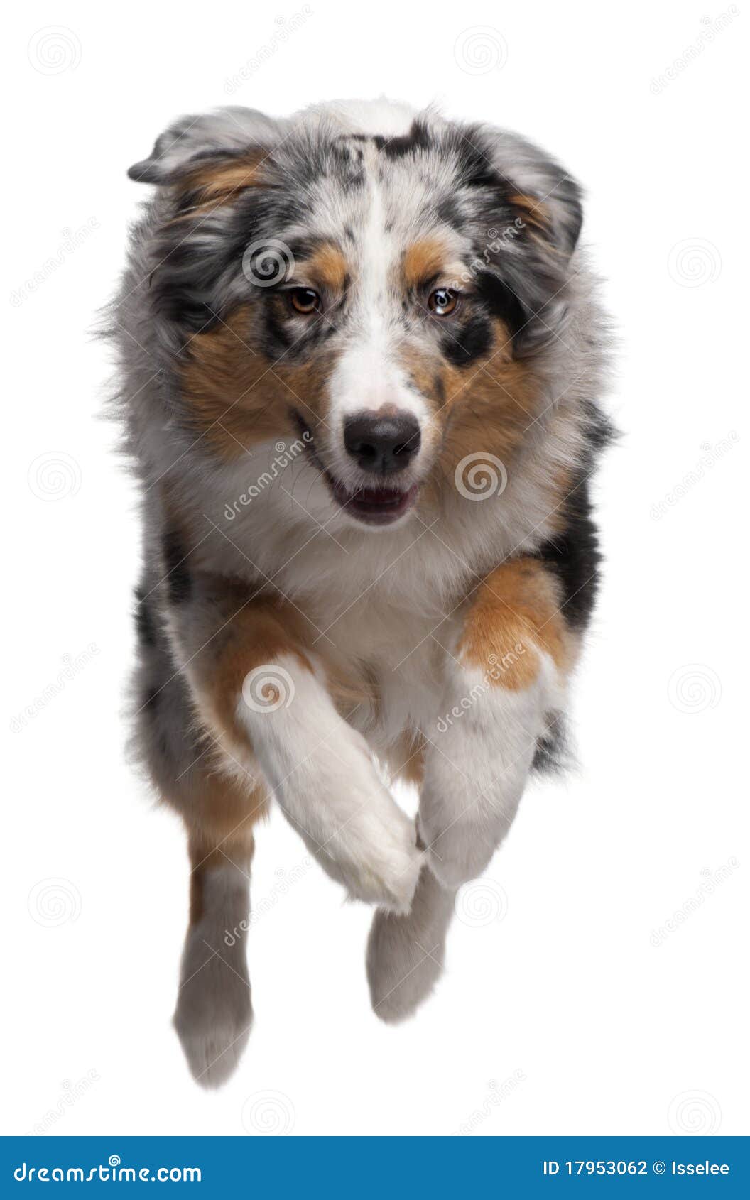 Australian Shepherd Dog Jumping Stock Photo Image 17953062