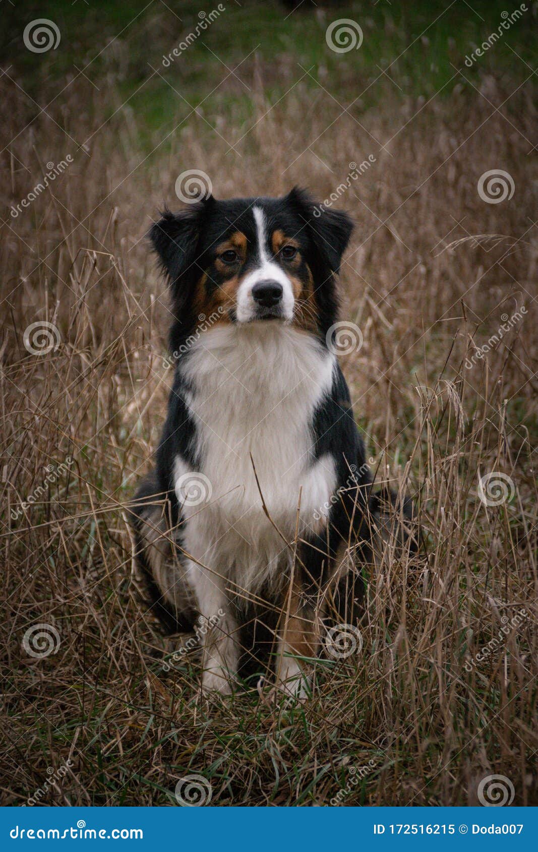 Australian Shepherd Dog is Sitting in Reed. Stock Image - Image of ...