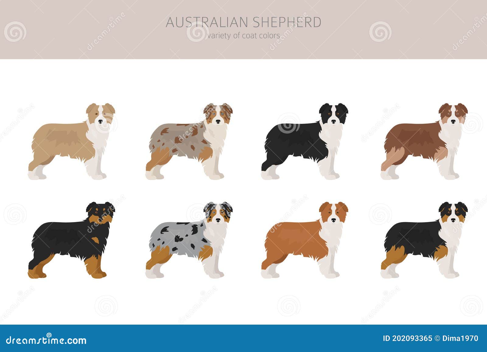 australian shepherd coat