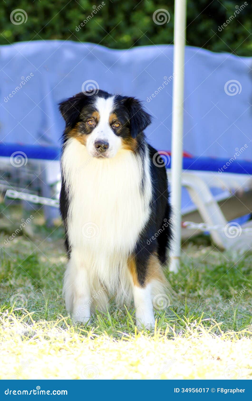 Australian Shepherd dog stock image. Image of aussie - 34956017