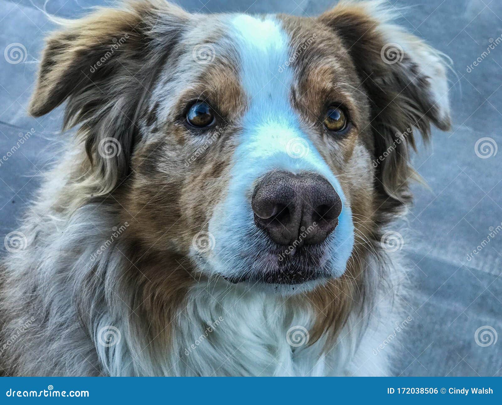 merle aussie dog