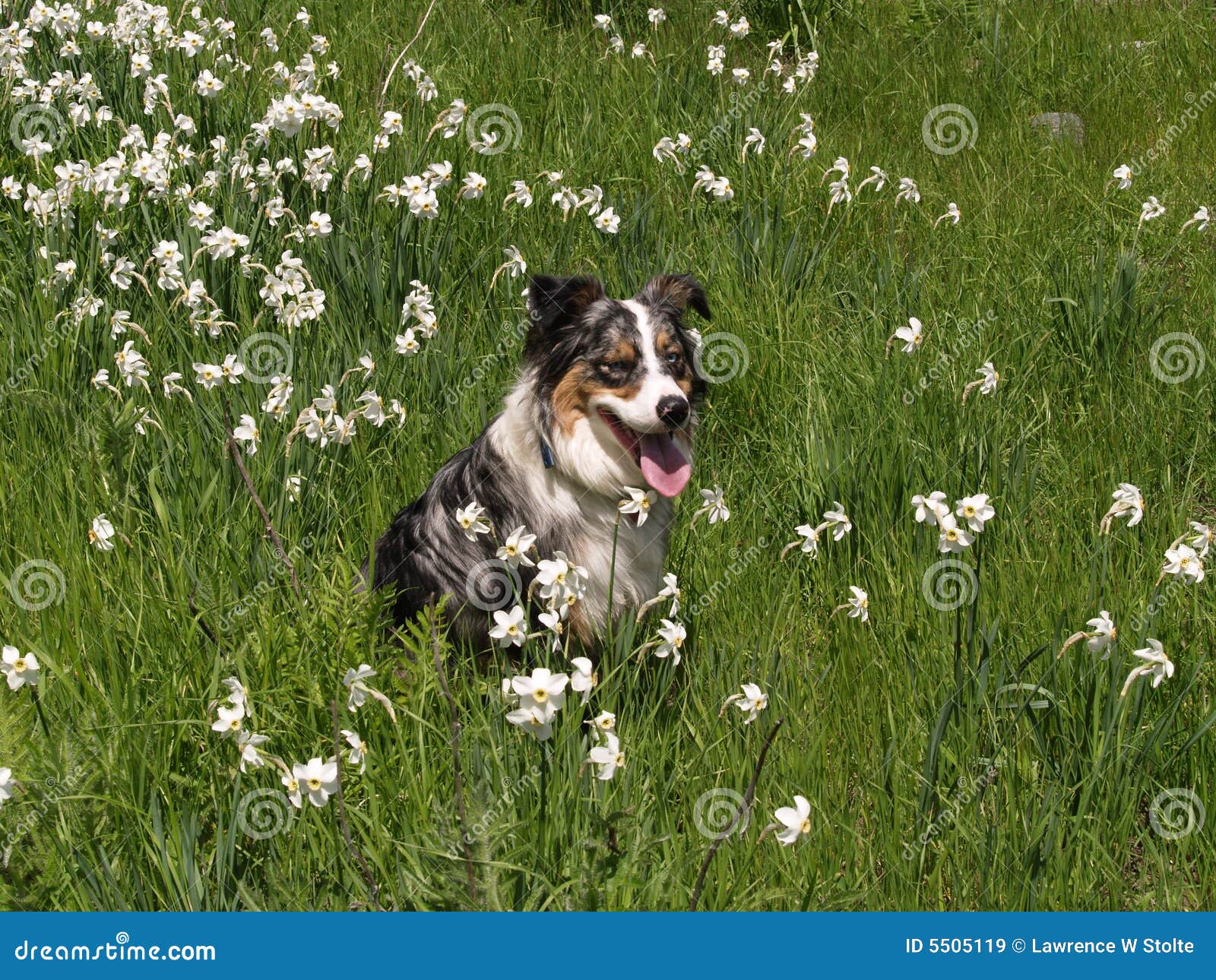 Australian Shepherd in Flowers Stock Image Image of shepherd, panting 5505119