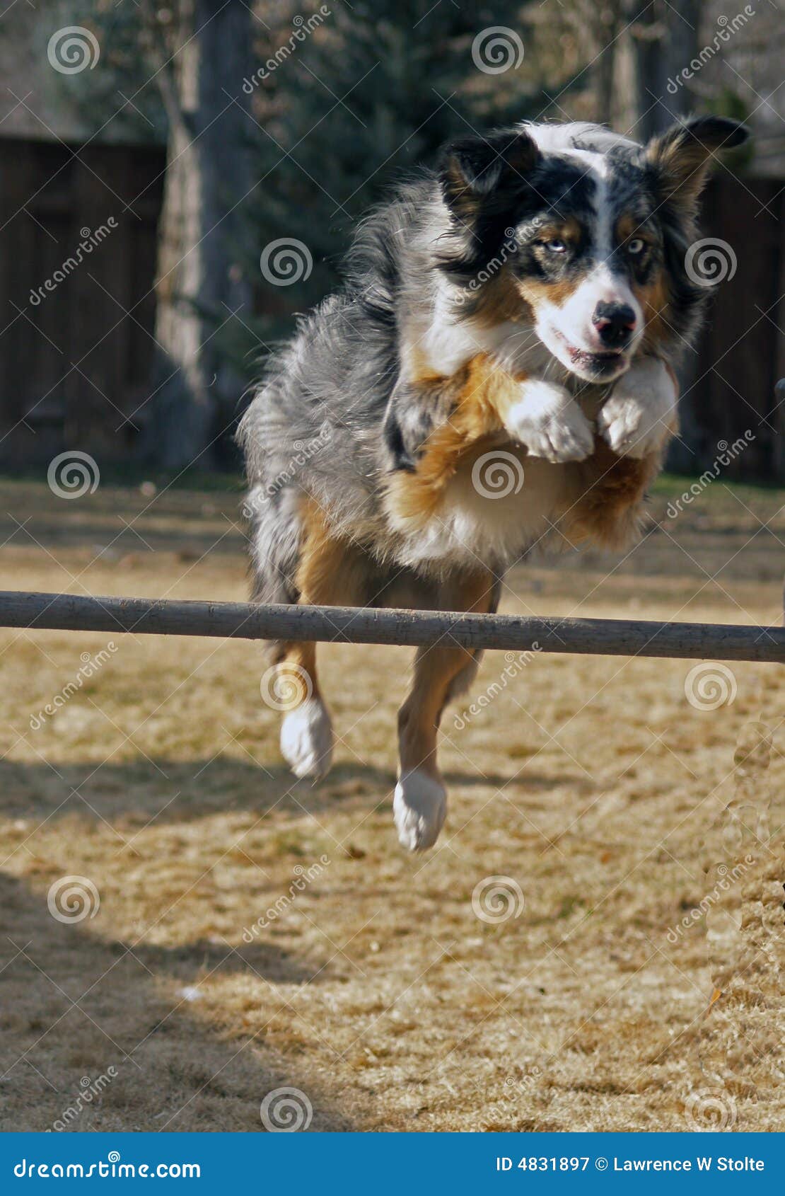 Australian Shepherd Jumping Hurdle Stock Image Image of sports