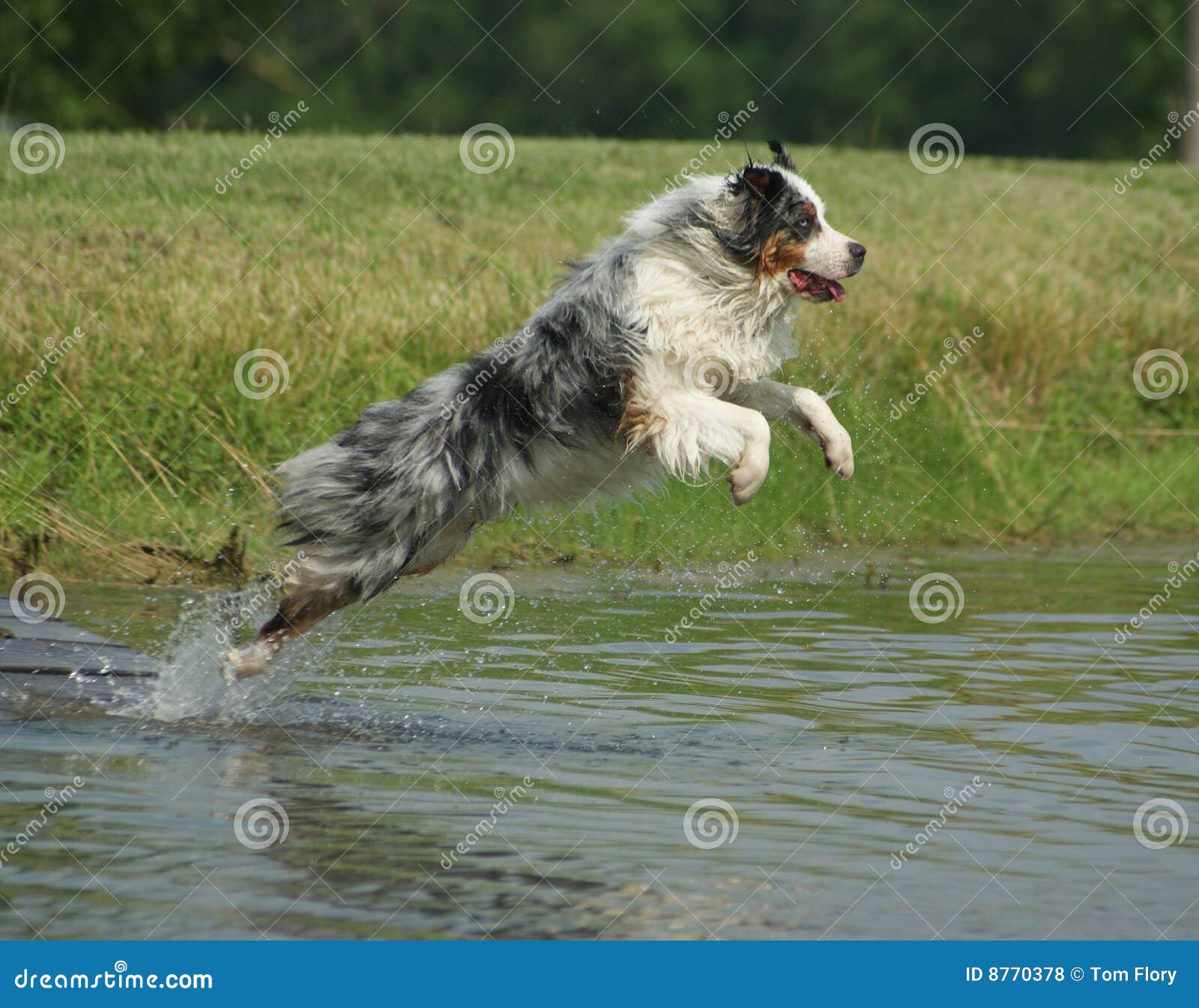 How High Can An Australian Shepherd Jump