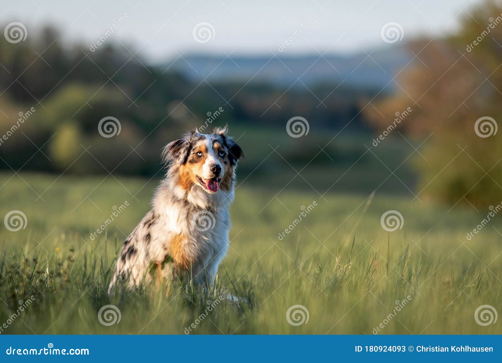 Australian Shepherd Jumping through Sunset Gras Sideways Stock Image ...