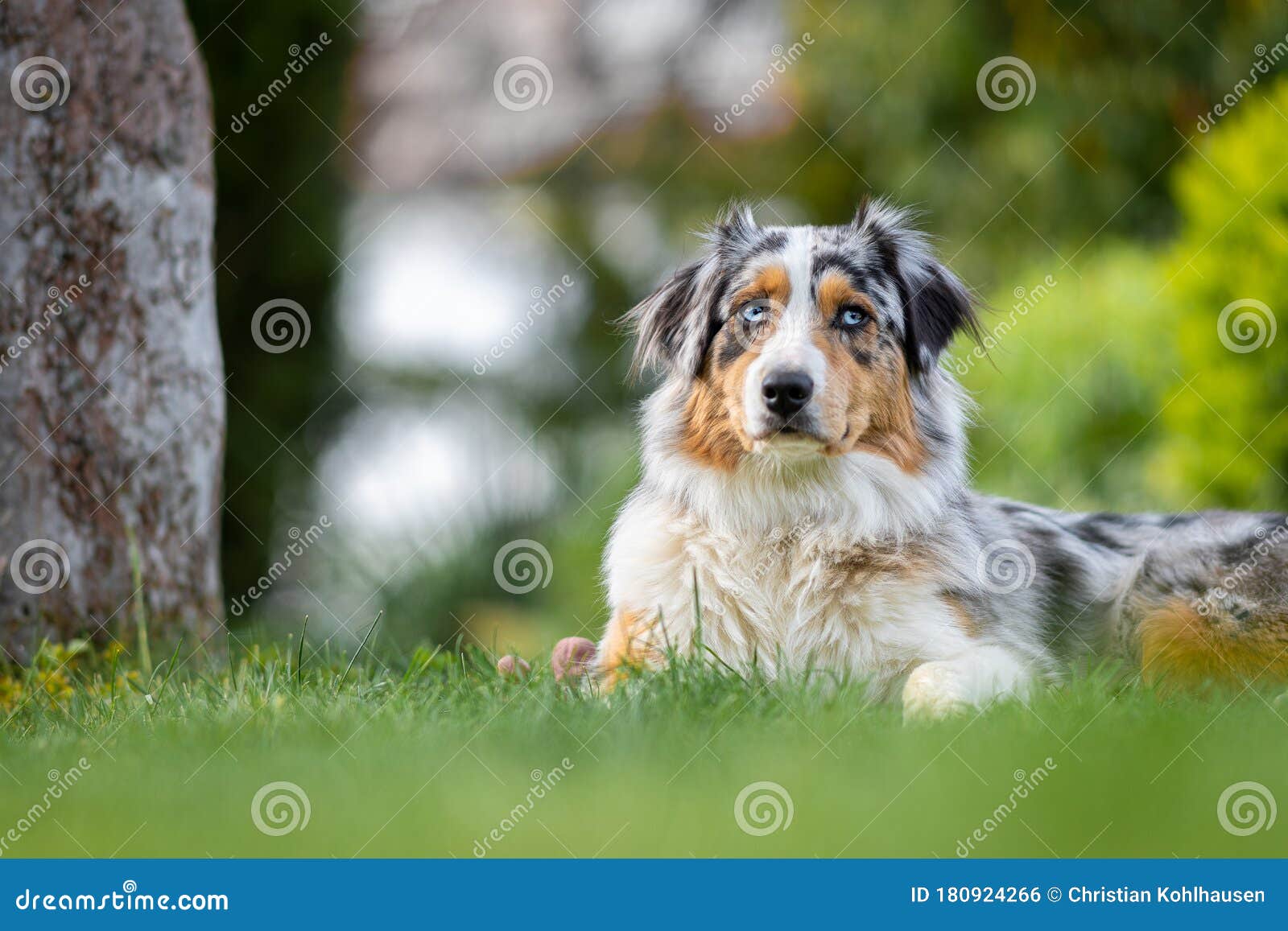 Australian Shepherd Laying on Gras Shallow Depth of Field Looking Up ...