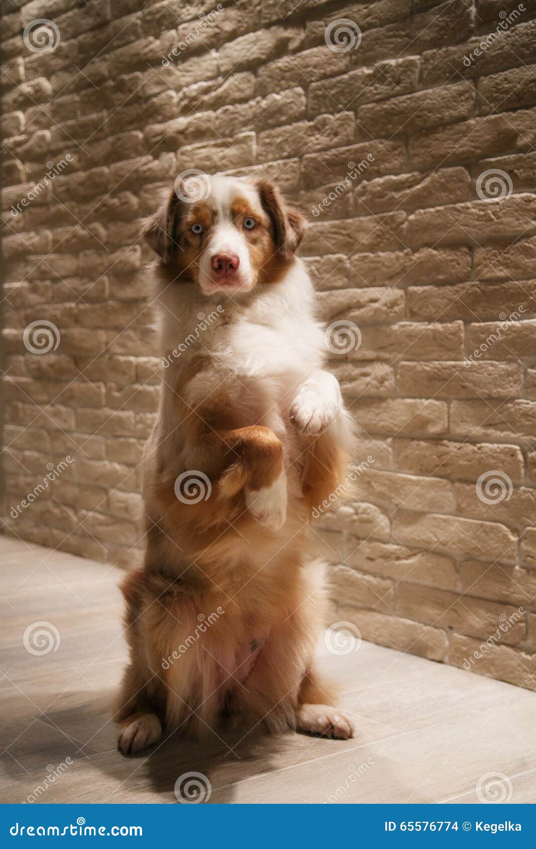 Australian Shepherd Makes Rabbit Stock Photo - Image of wall, puppy