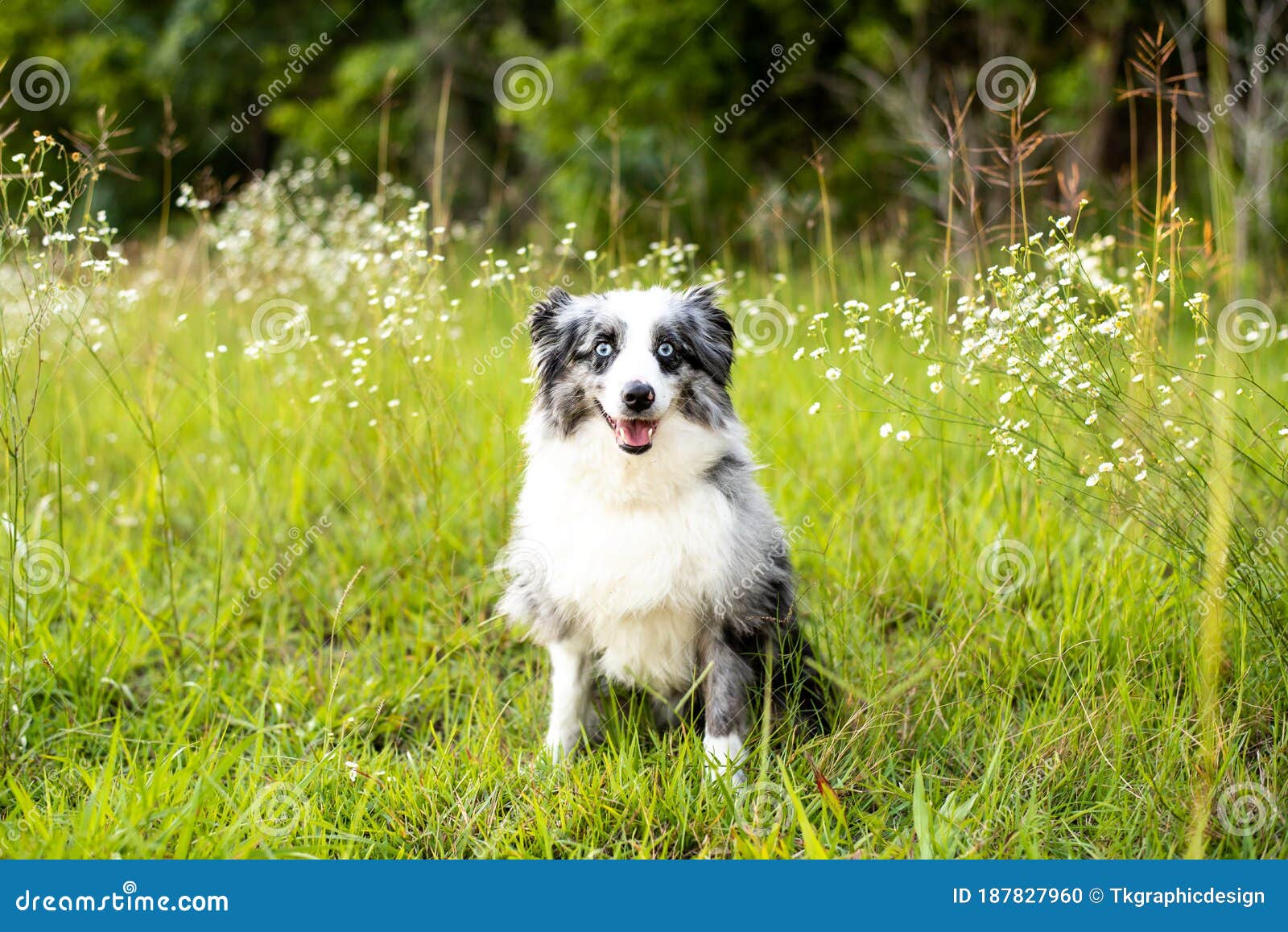 Australian Shepherd Mini Grey And White Aussie With Blue Eyes Stock Photo Image Of Natural Canine 187827960