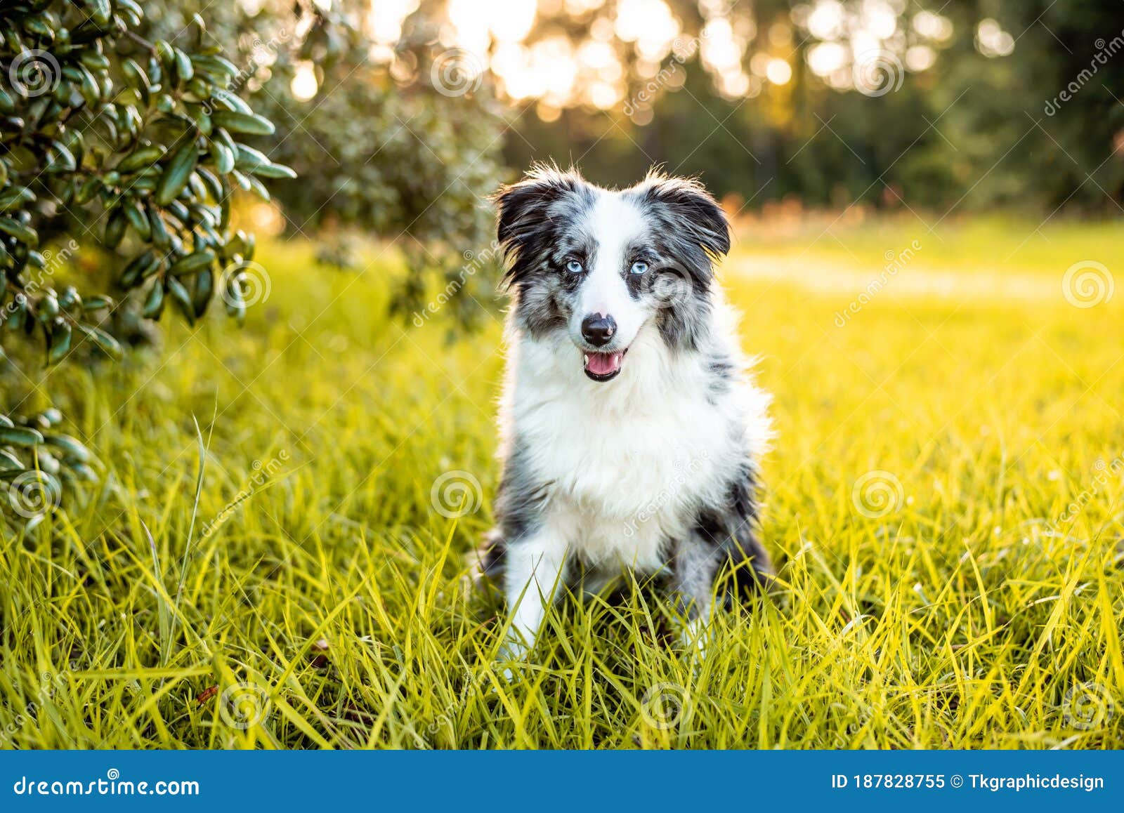 anekdote mønster bøf Australian Shepherd. Mini Grey and White Aussie with Blue Eyes Stock Image  - Image of looking, ears: 187828755