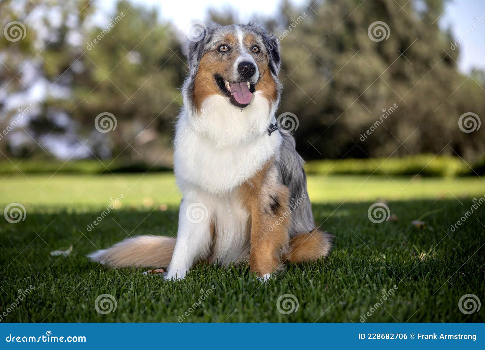 Australian Shepherd Posing for a Portrait at a Park Stock Photo - Image ...