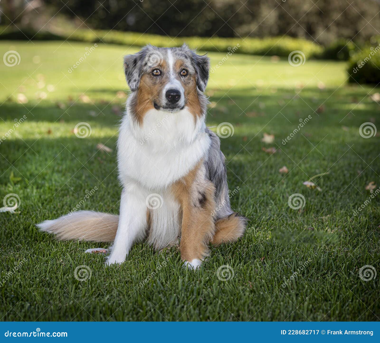 Australian Shepherd Posing for a Portrait at a Park Stock Image - Image ...