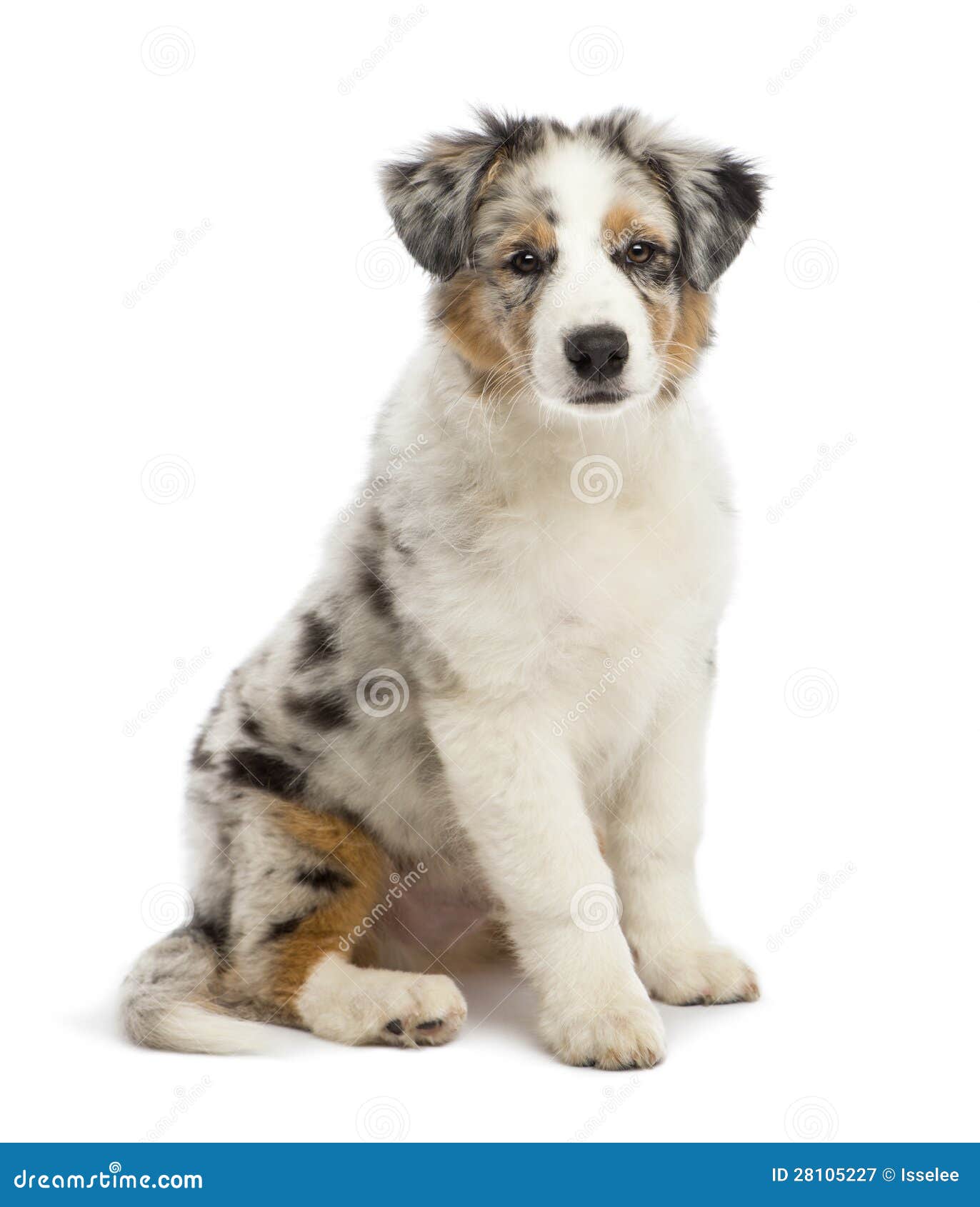 3 month australian shepherd
