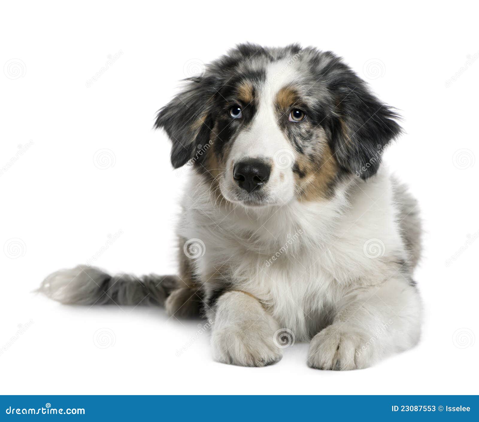 5 monate alter australian shepherd australian shepherd puppy 5 months old stock photo image 17255470 5 monate alter australian shepherd australian shepherd puppy 5 months old stock photo image 17255470