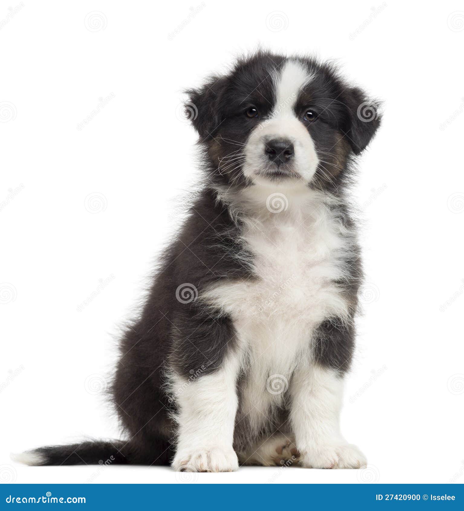 8 week old australian shepherd