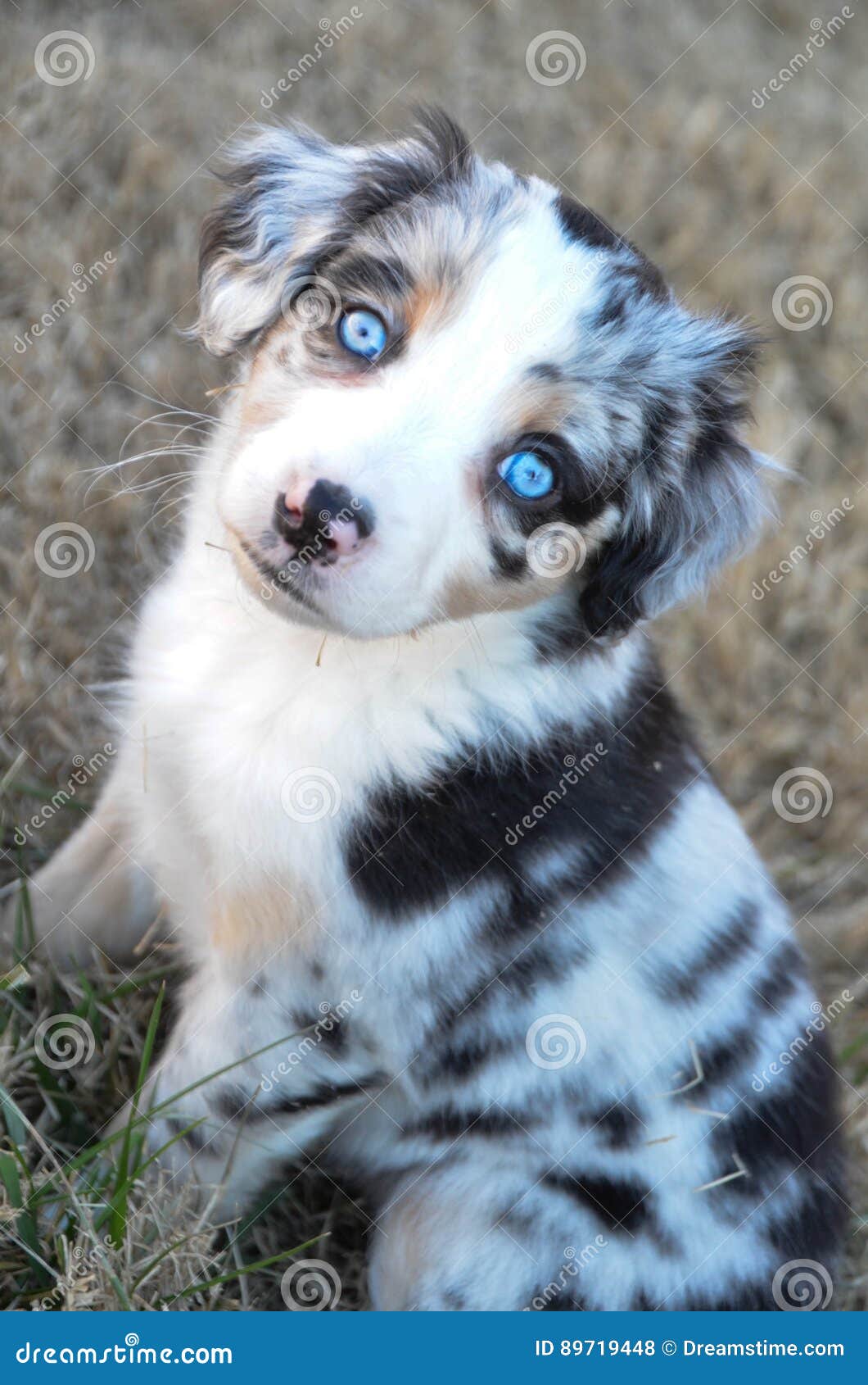 shepherd dog blue eyes