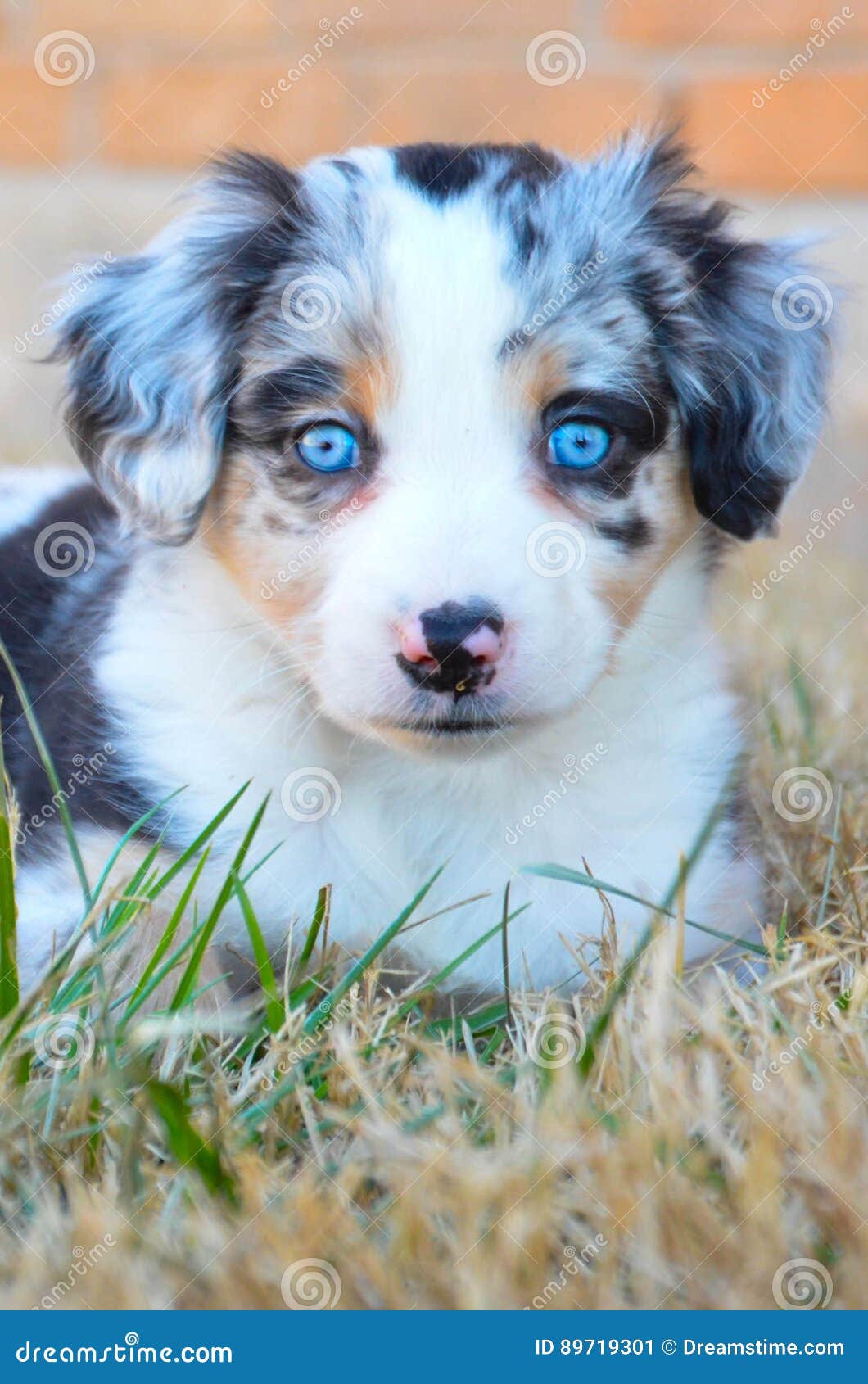 Australian Puppy Blue Merle Stock Image - Image of 89719301