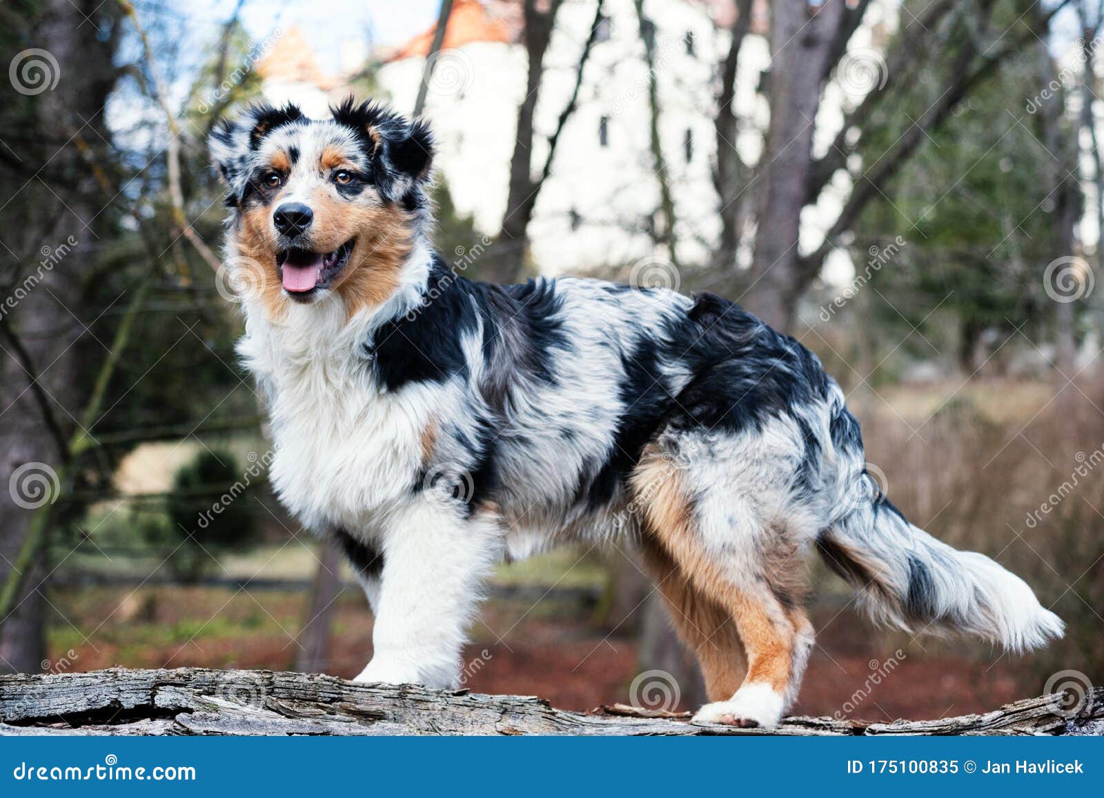 Australian Shepherd puppy stock image. Image of 175100835