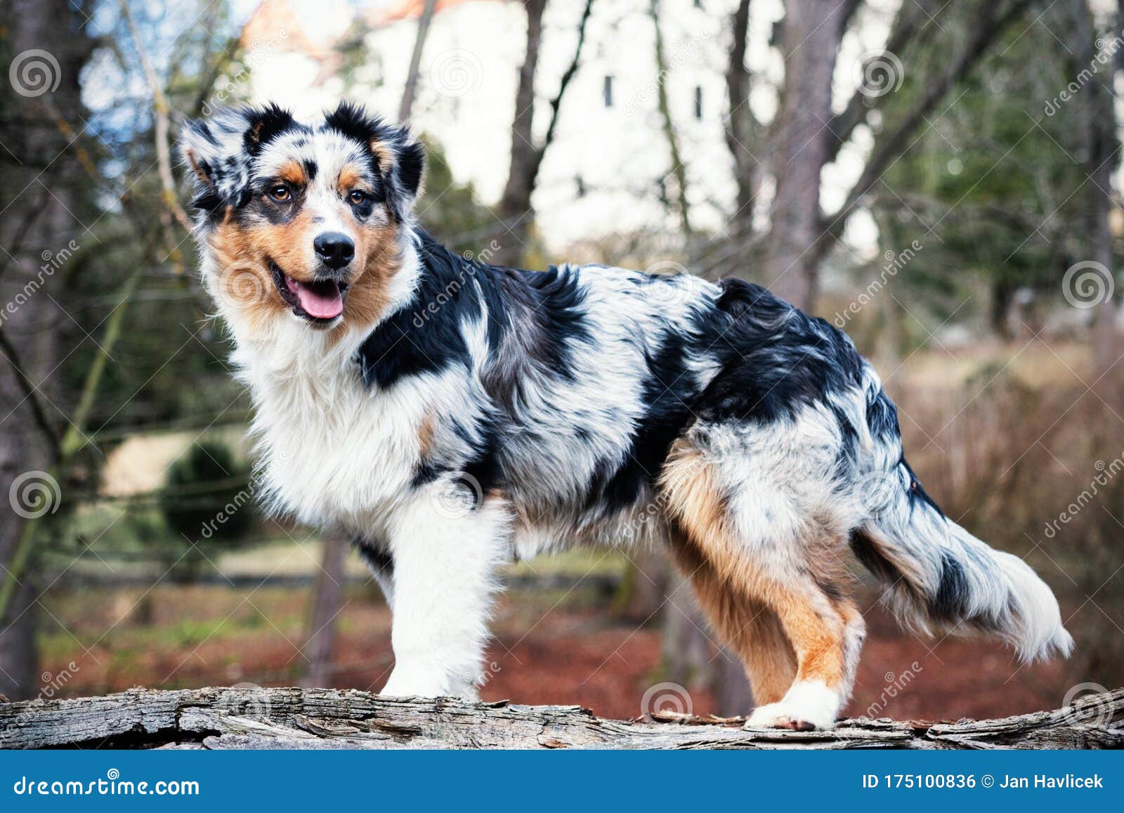 Australian Shepherd photo. Image of adorable - 175100836