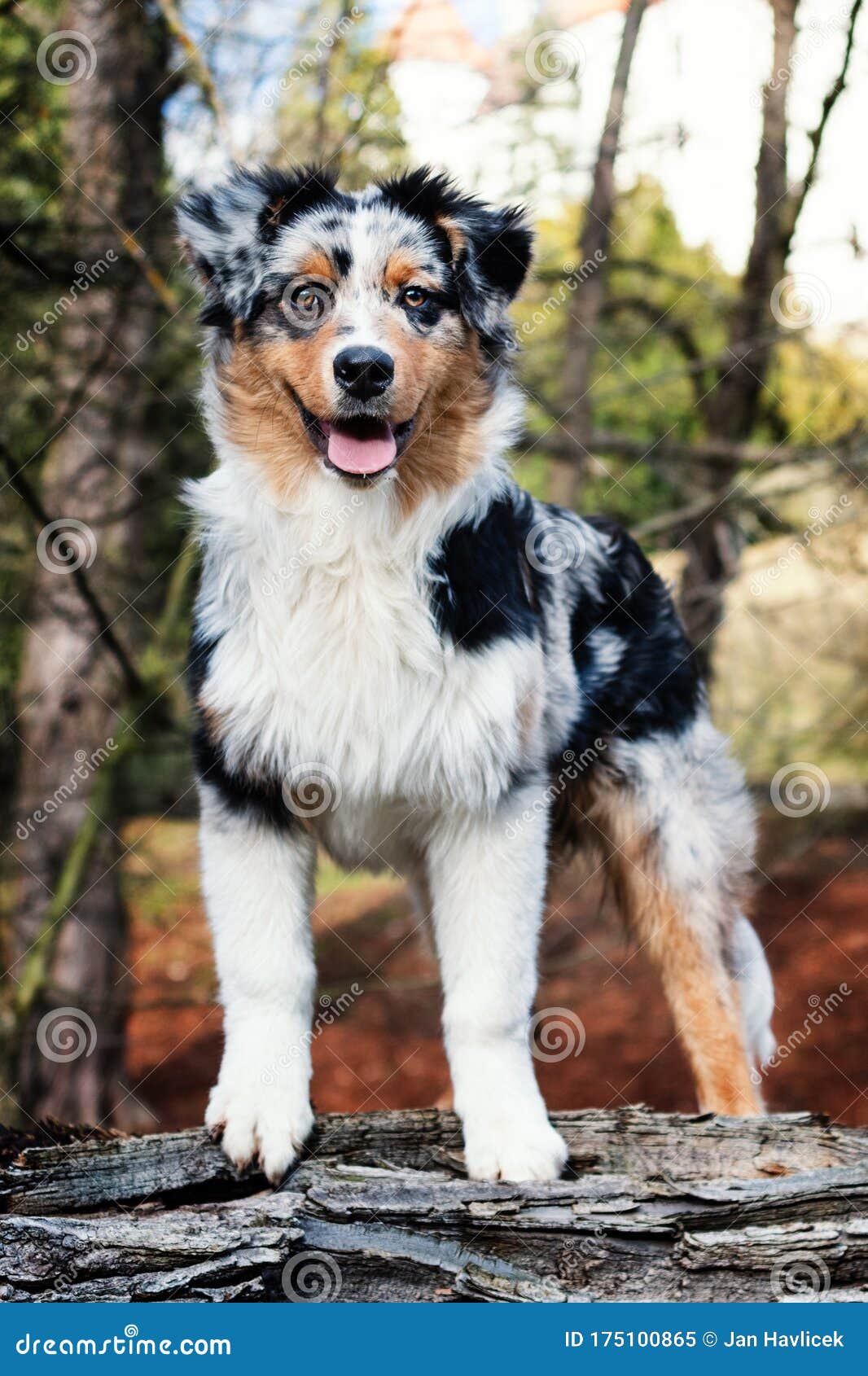 Australian Shepherd puppy stock image. Image of green - 175100865