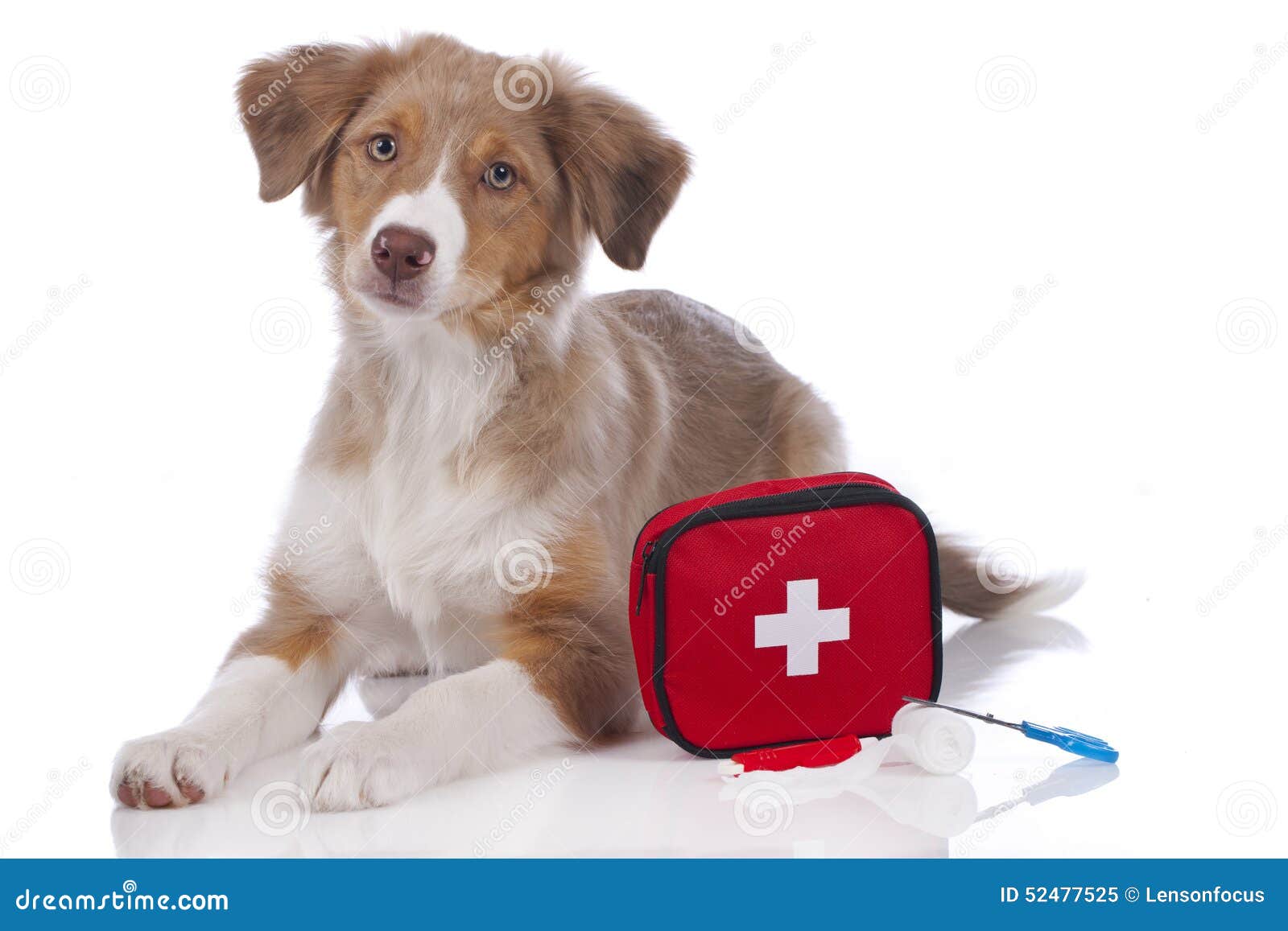 Australian Shepherd Puppy with First Aid Kit Stock Image Image of