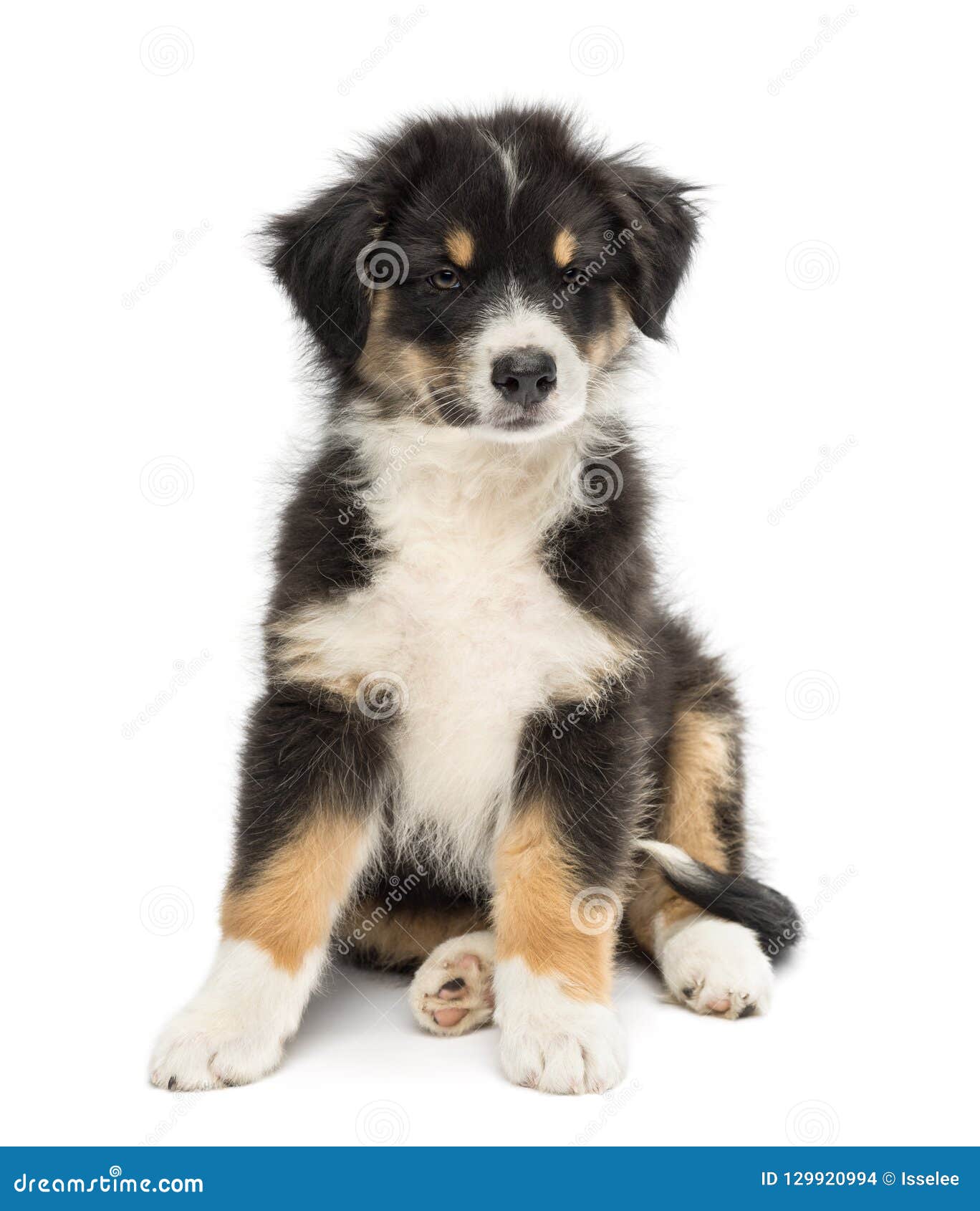 Australian Shepherd Puppy, 2 Months Old Stock Photo - Image of full ...