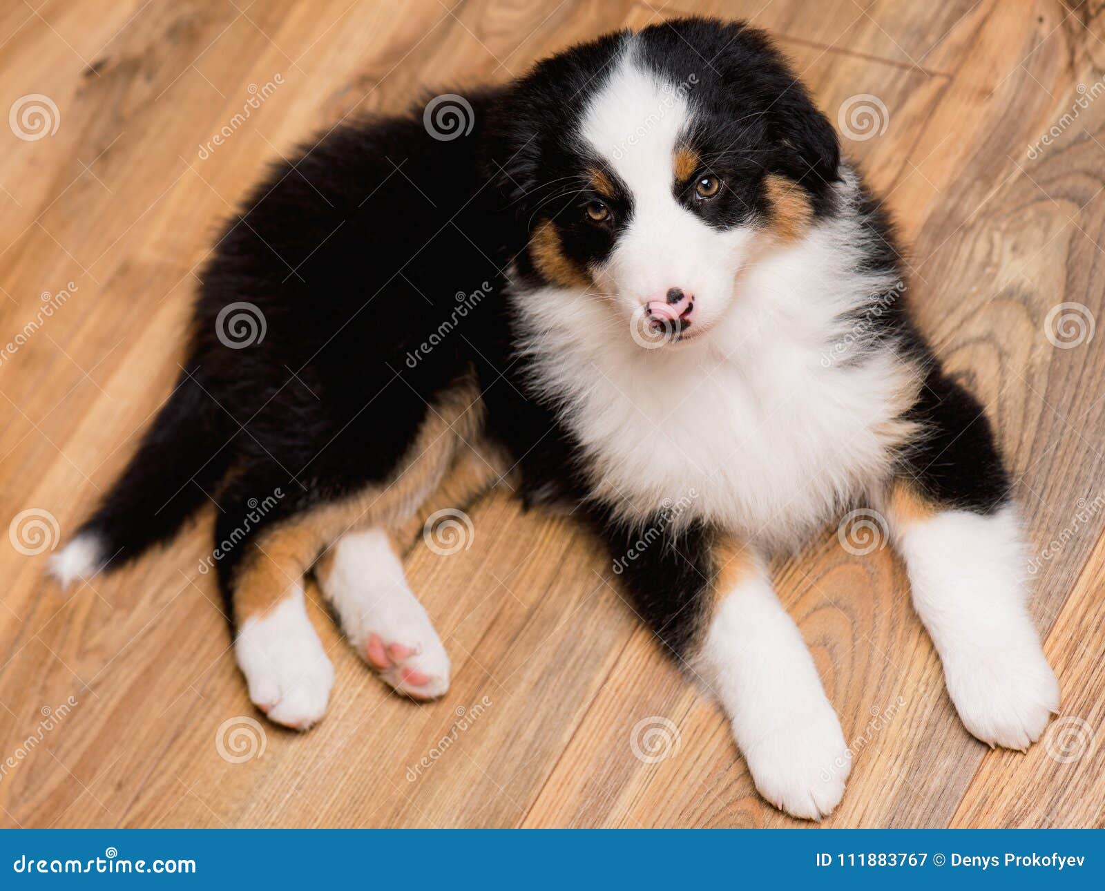 Australian shepherd puppy stock image. Image black - 111883767