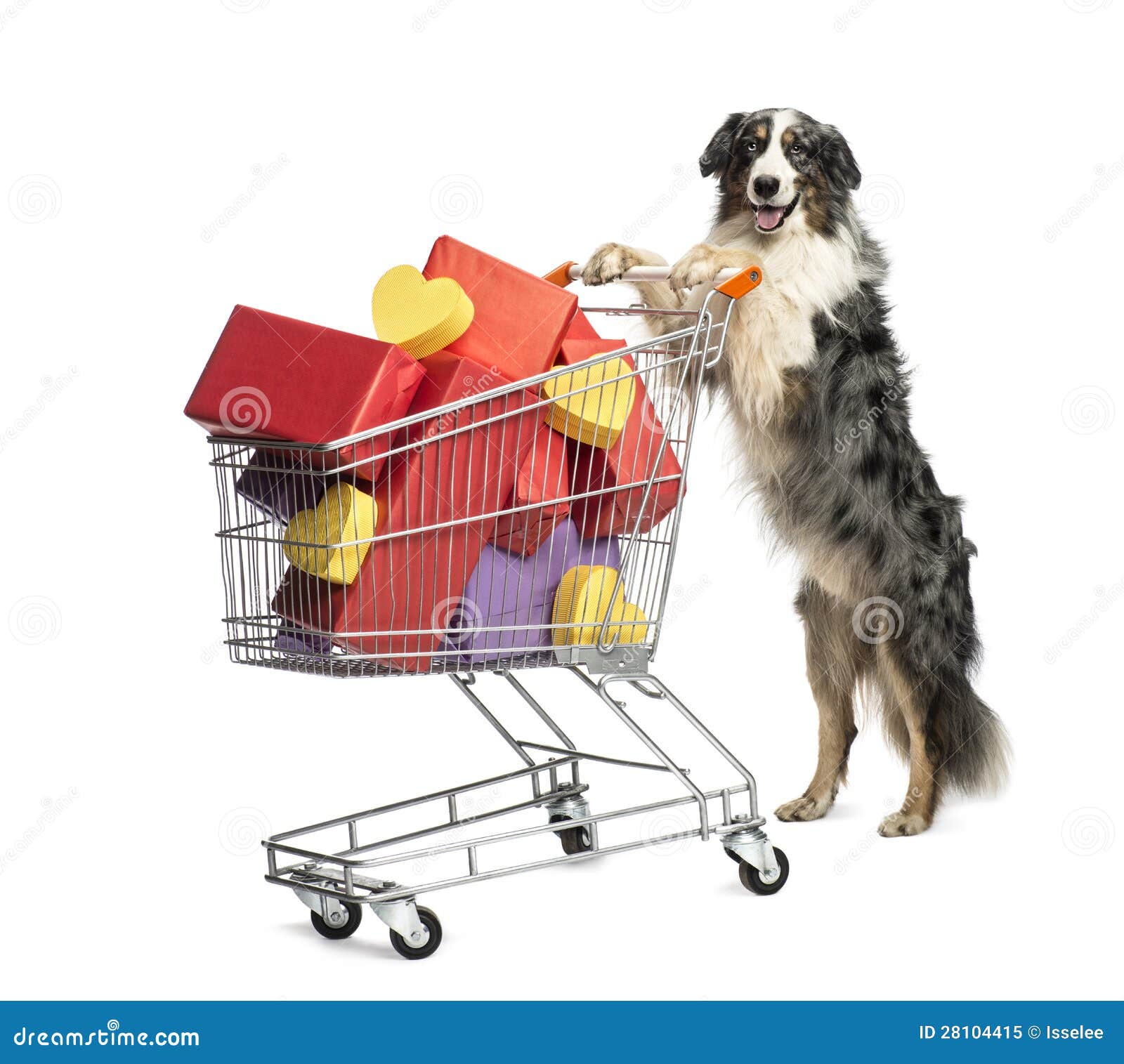 Australian Shepherd Pushing a Shopping Cart Stock Image Image of grey