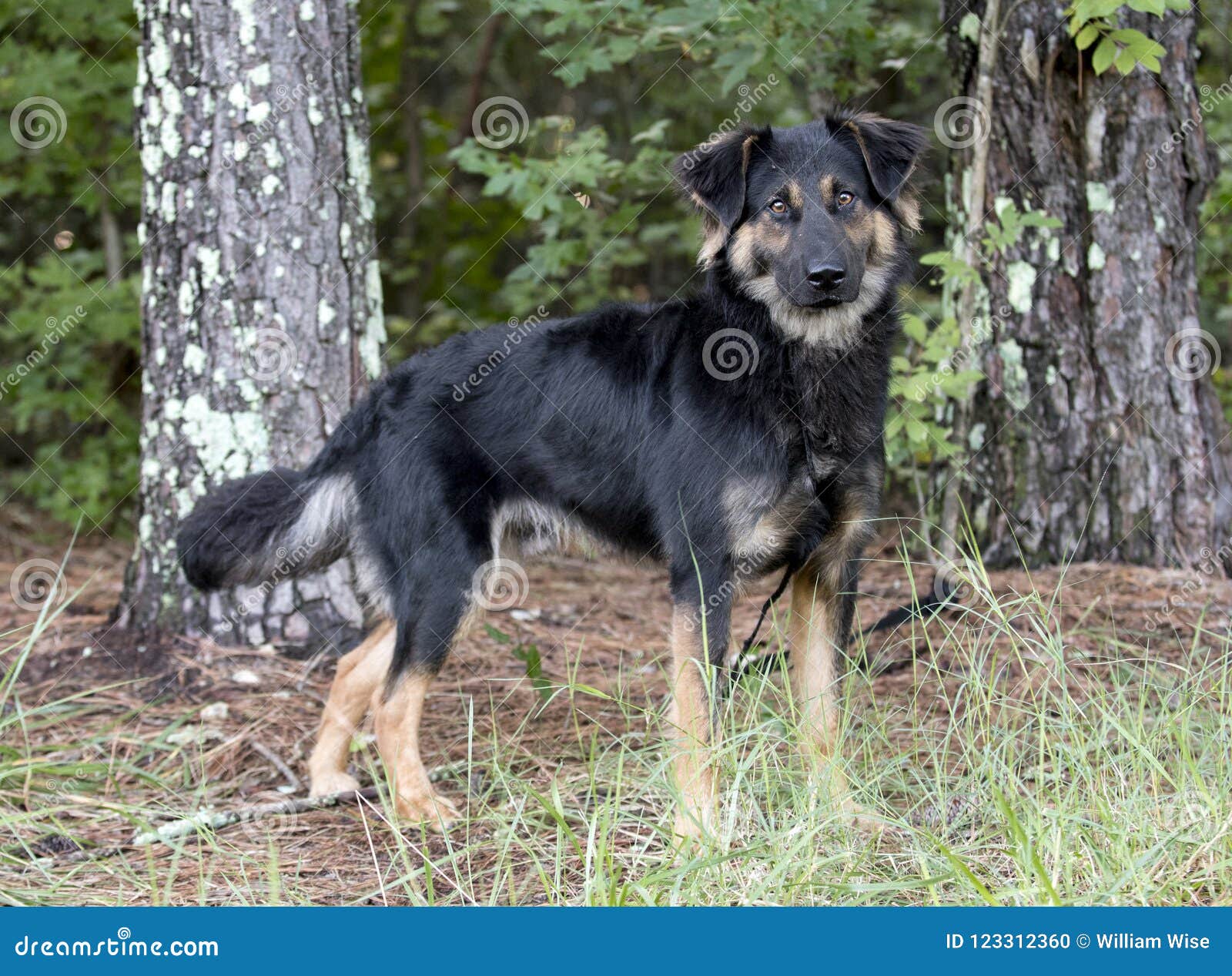 sangtekster beundre oversvømmelse Australian Shepherd Retriever Mix Dog Outdoors on Leash Stock Photo - Image  of bark, outdoors: 123312360