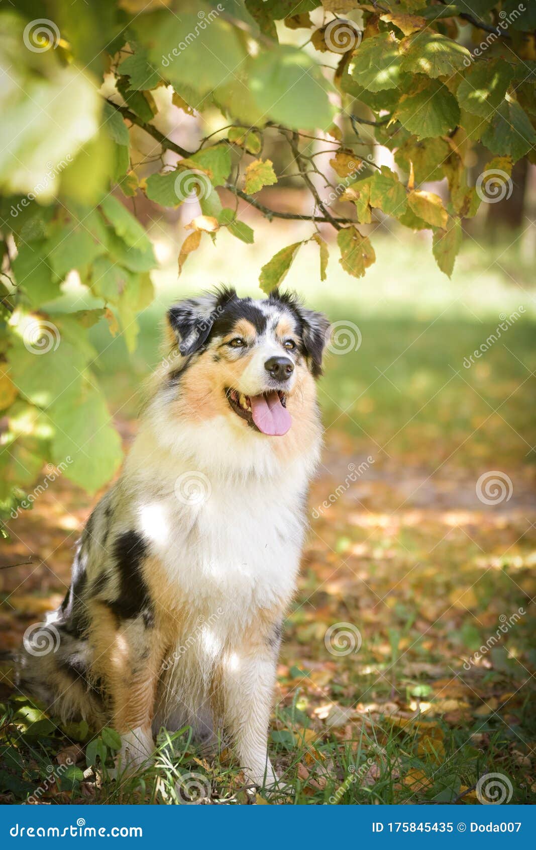 Australian Shepherd is Sitting in Nature Around are Leaves in Air ...