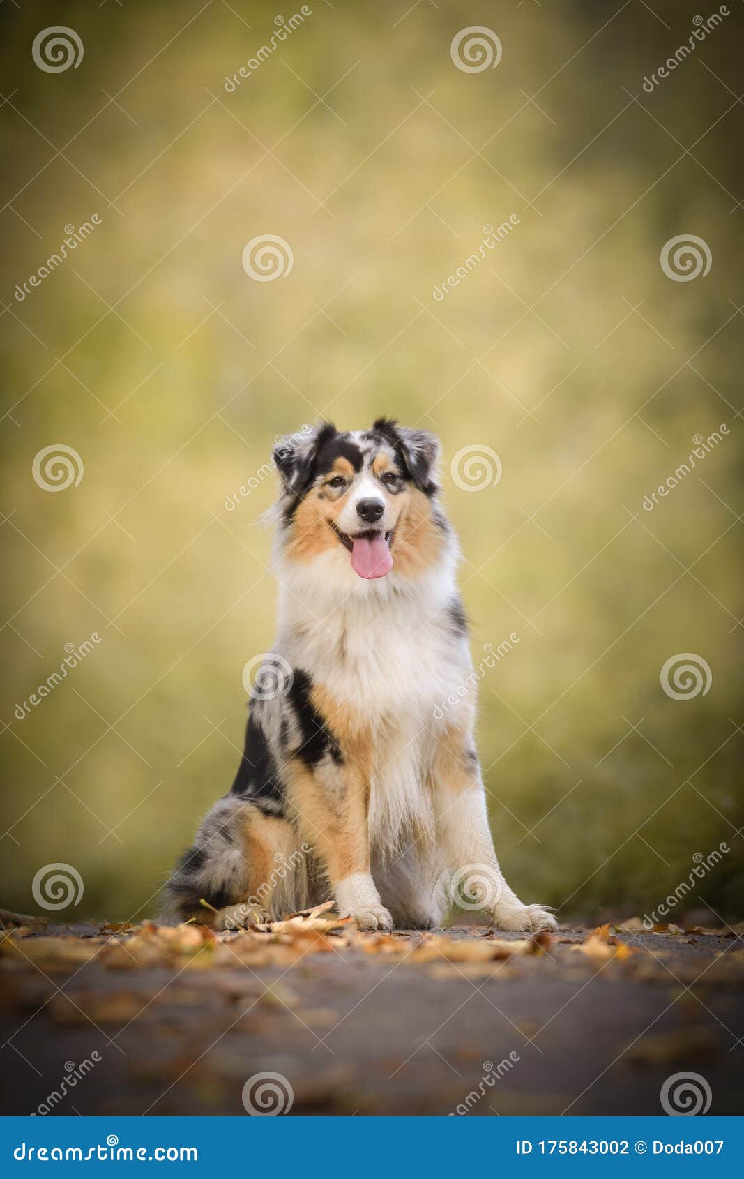 Australian Shepherd is Sitting on the Way in Nature. Stock Photo ...